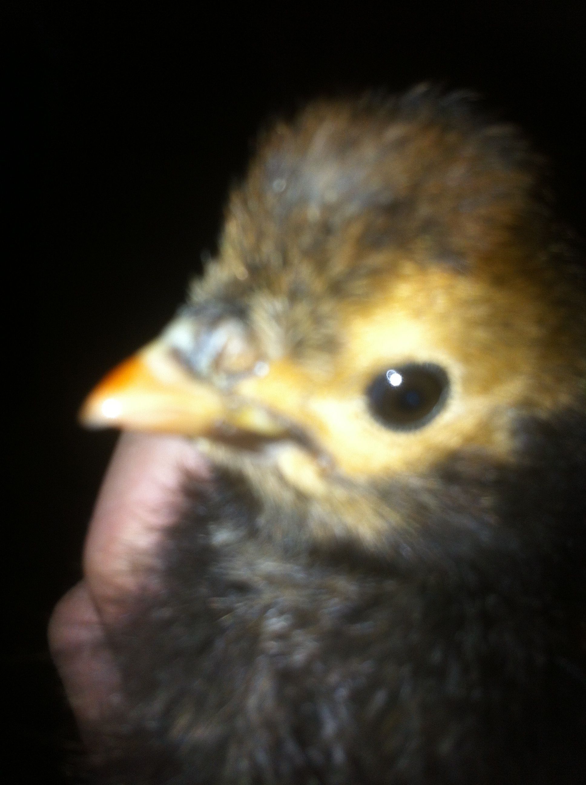 My little golden laced polish chick!
Houdini