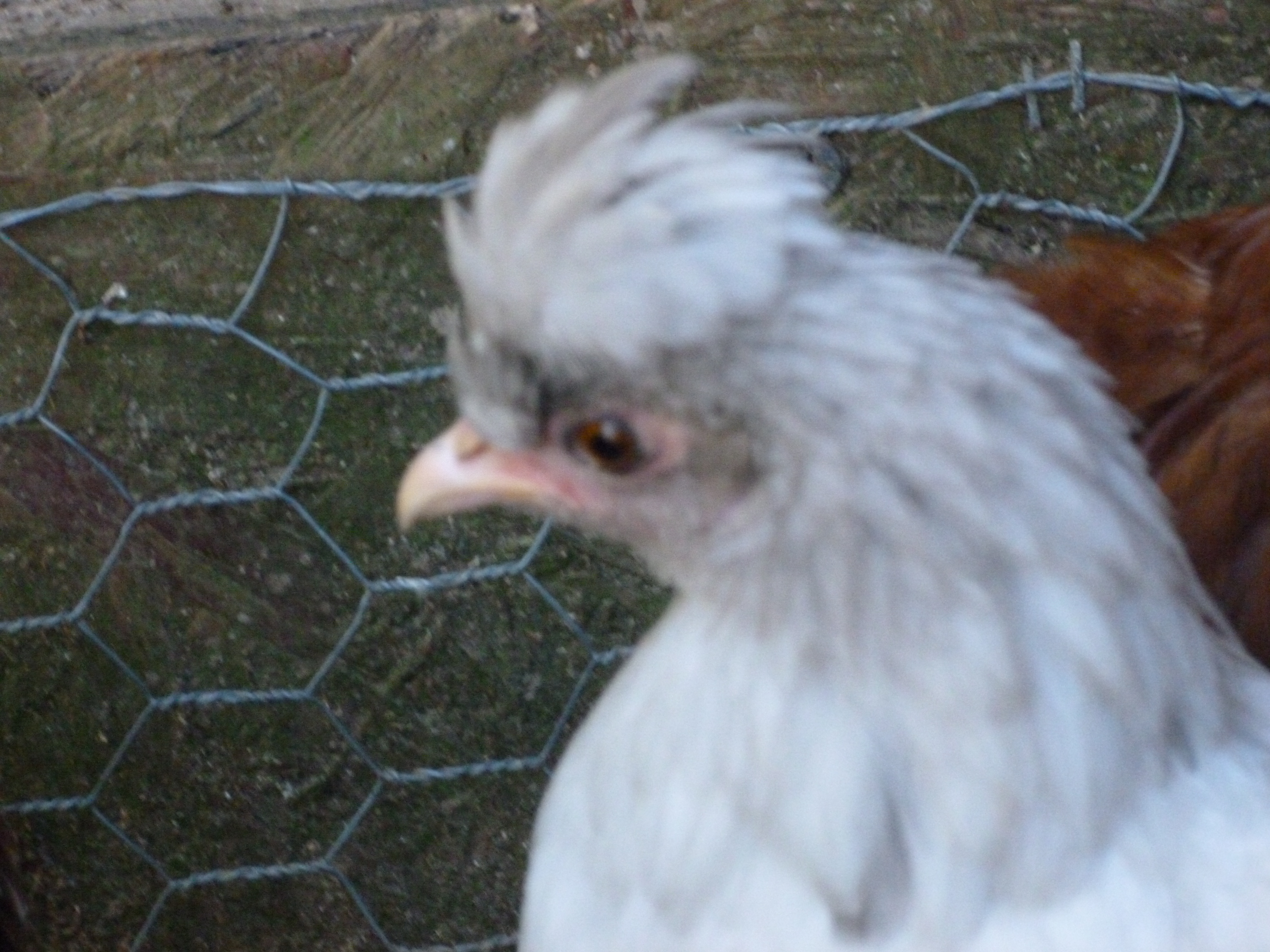 My little hen "Muppet" she is a mix and we love her