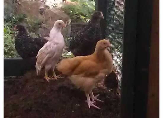 My little hens are growing up.