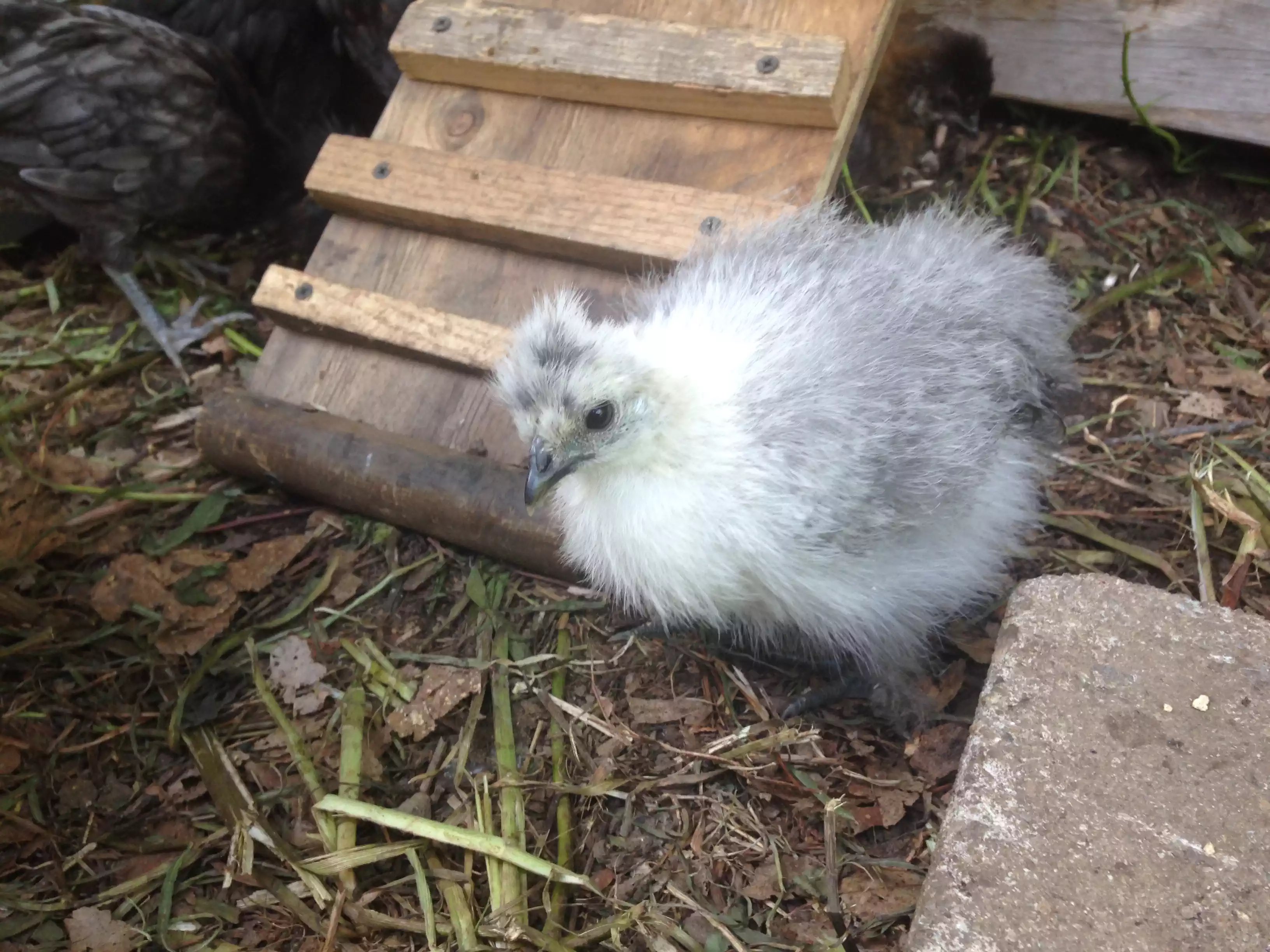 My little Jubilee - one of the smallest and one of the three full Silkies