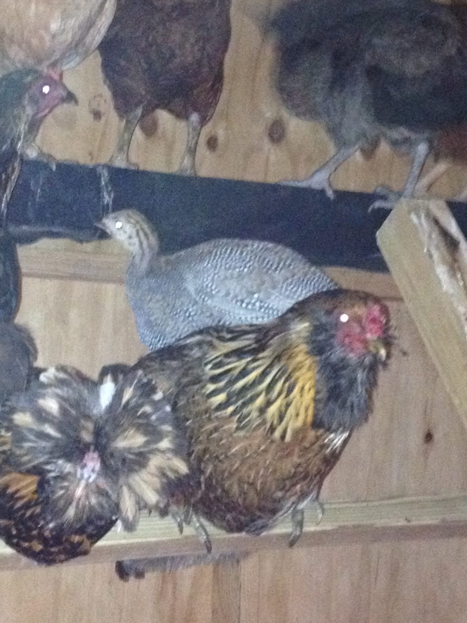 my little keet trying to get to the top . . she beard was just a stepping stone