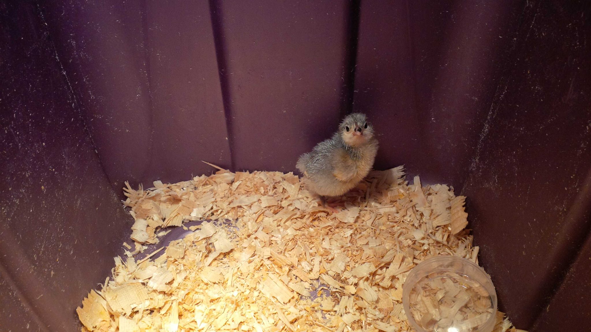 My little lavender orpington when she was a baby she is so friendly