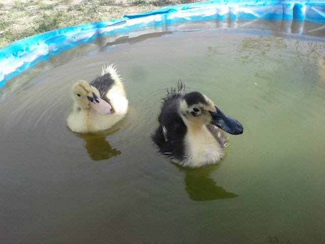 My little magpies