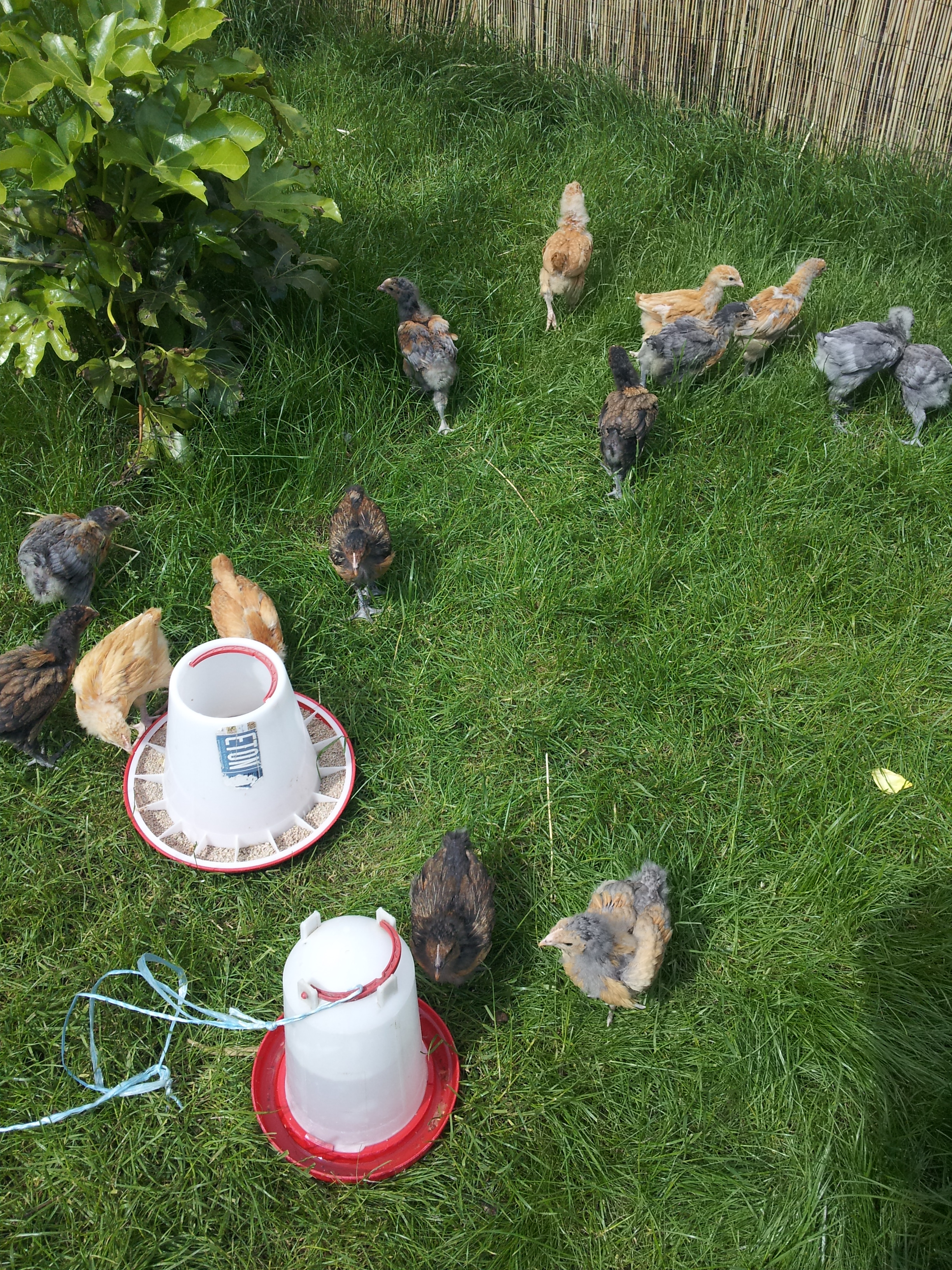 my little peeps