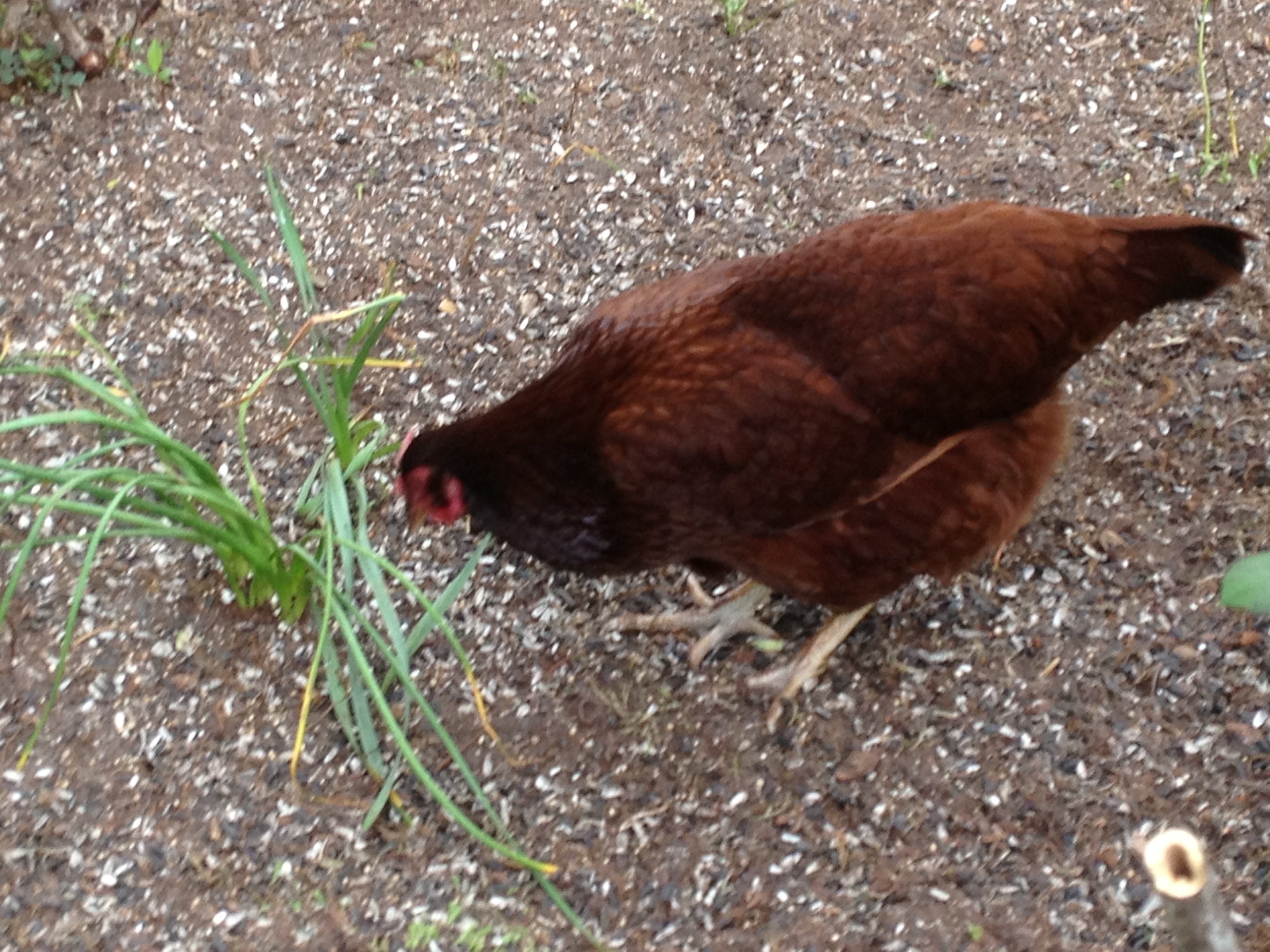 My little Penny Pocket.