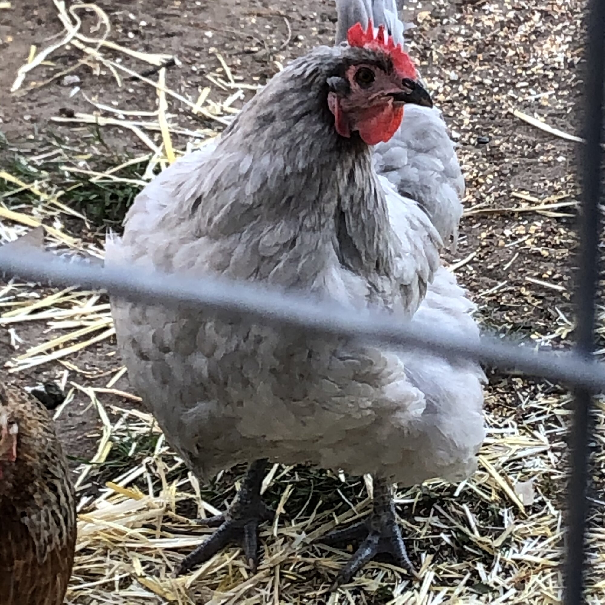 My Little Petunia.jpeg