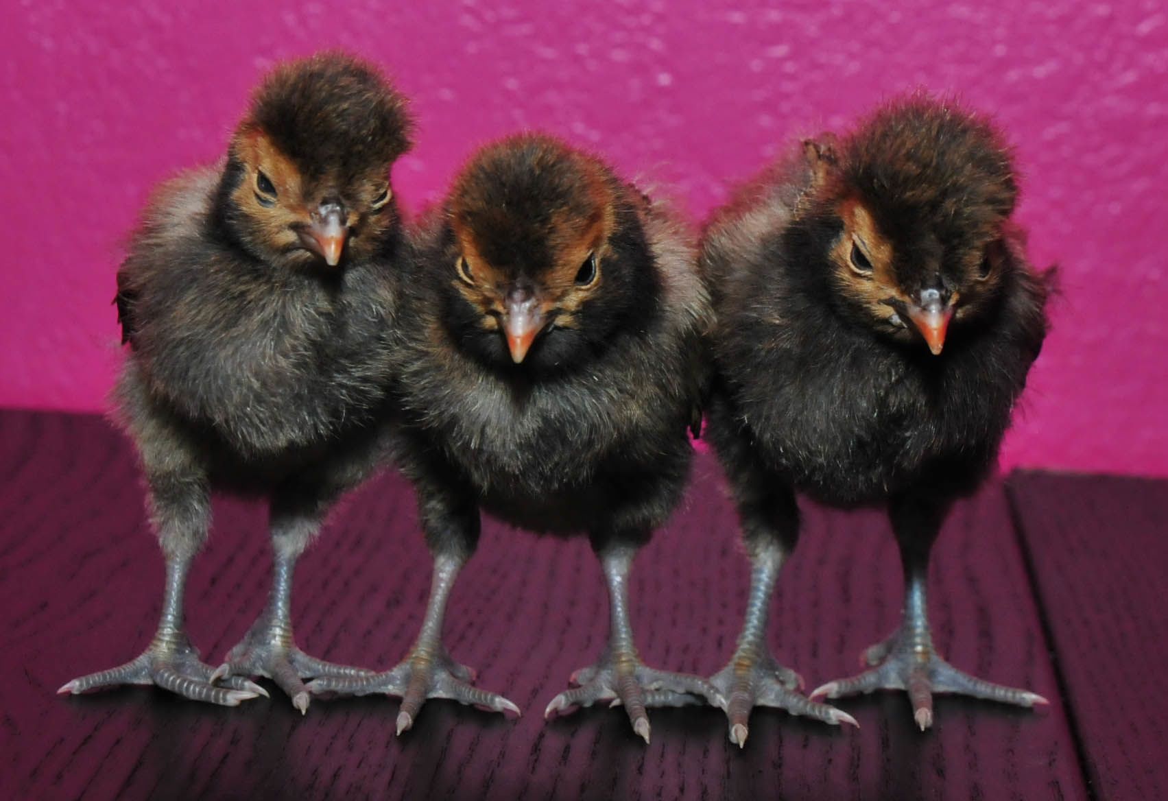 My little polish chicks.  They are my sleepy photogenic bunch. 2 weeks old.
