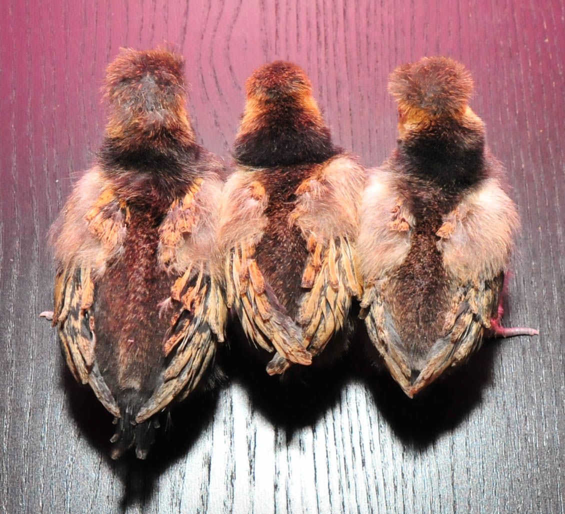 My little polish chicks.  They are my sleepy photogenic bunch. 2 weeks old.