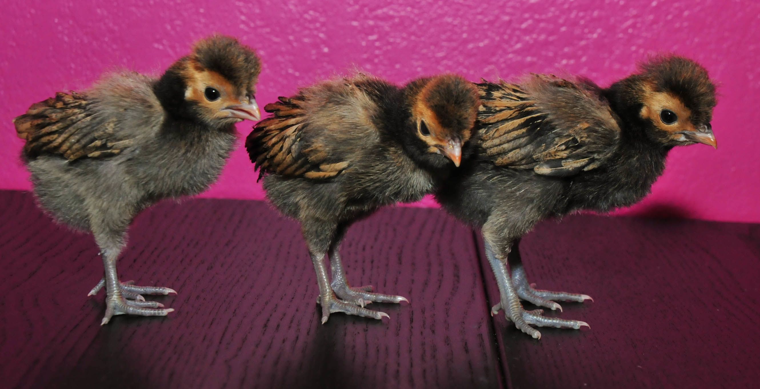 My little polish chicks.  They are my sleepy photogenic bunch. 2 weeks old.