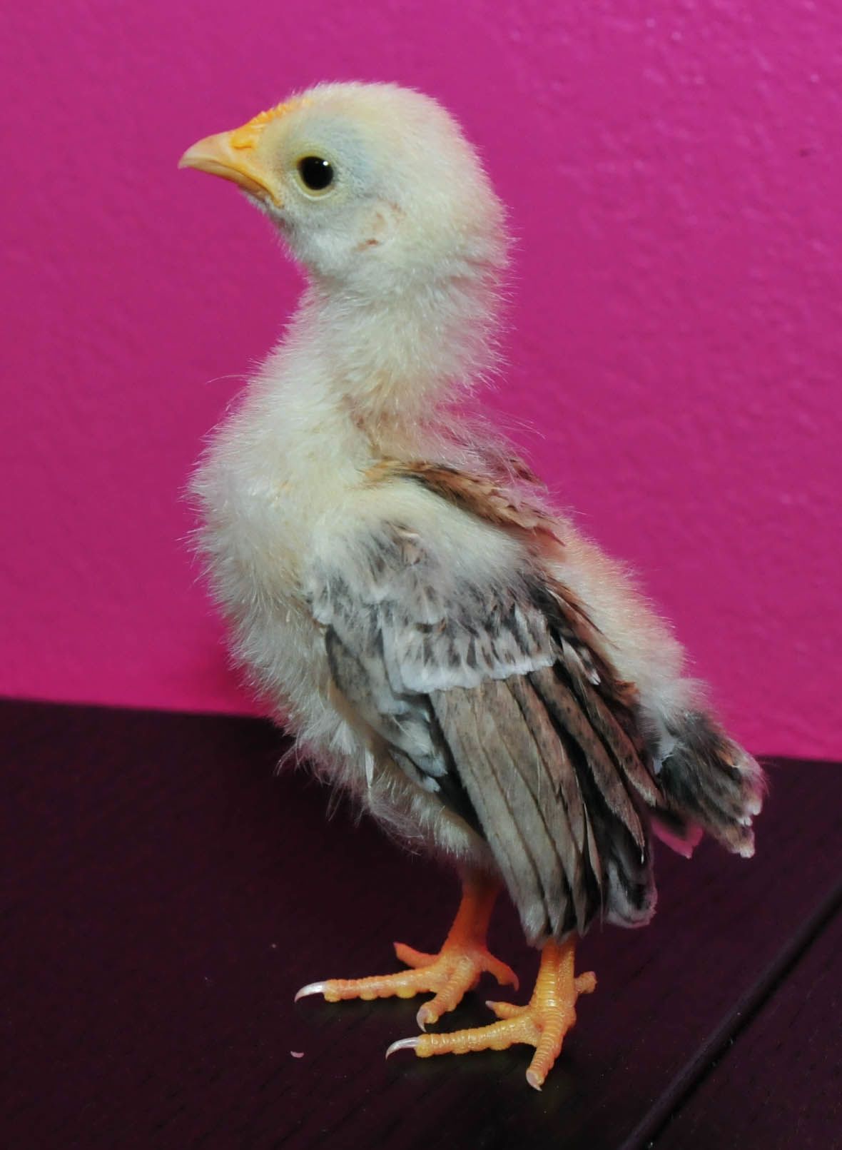 My little serama that I never planned on having, but she has been our fav.  So sweet and tiny! Im so glad we got her! Controversial age.  Somewhere between 4-6 weeks here.