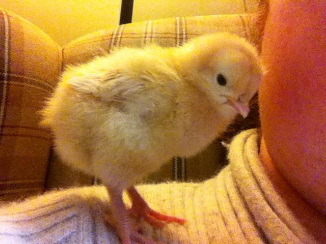 My little shoulder chick, she still is