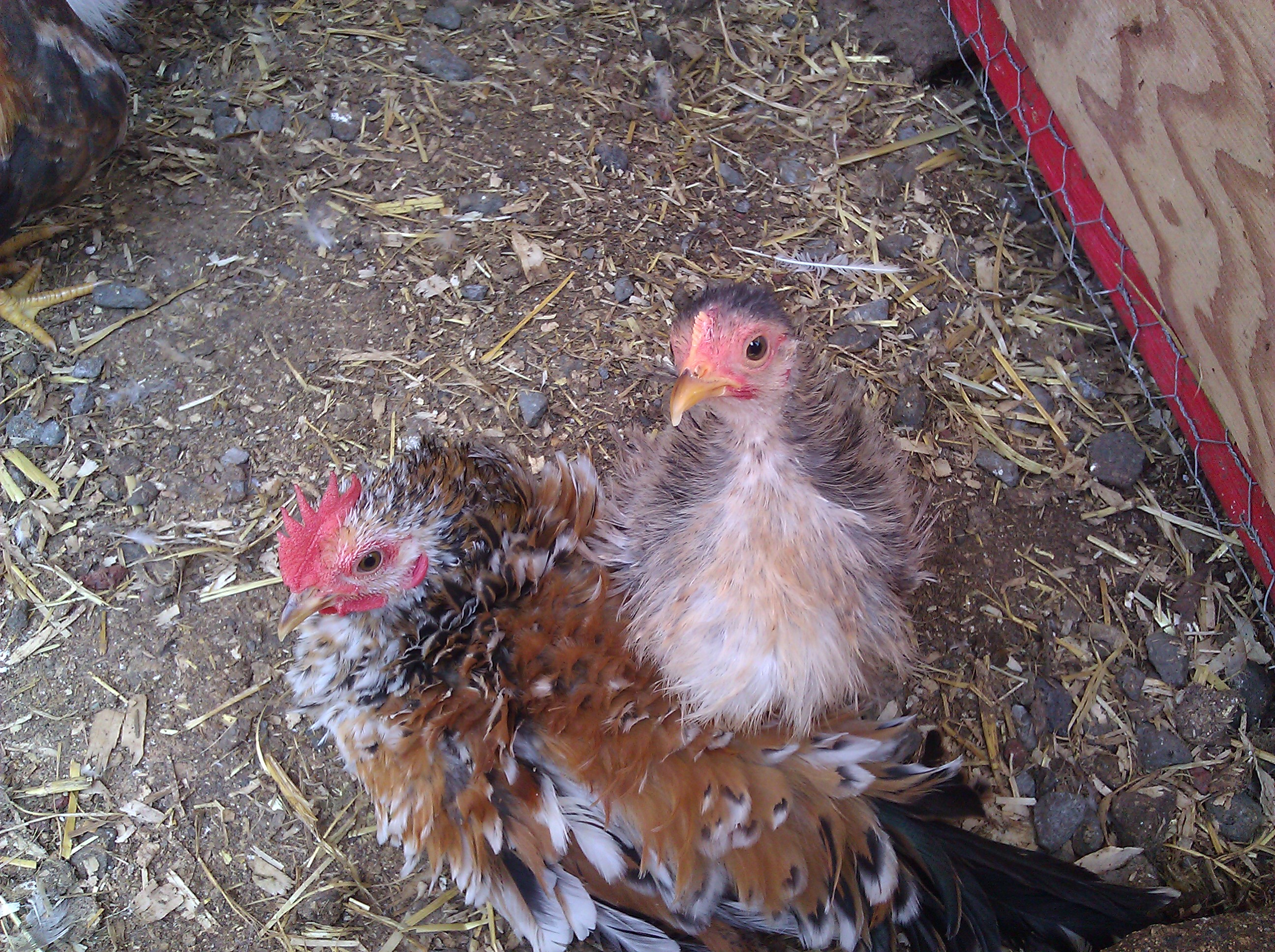 My LIttle tiny Gina(silkie serama) and a Spangle frizzle serama