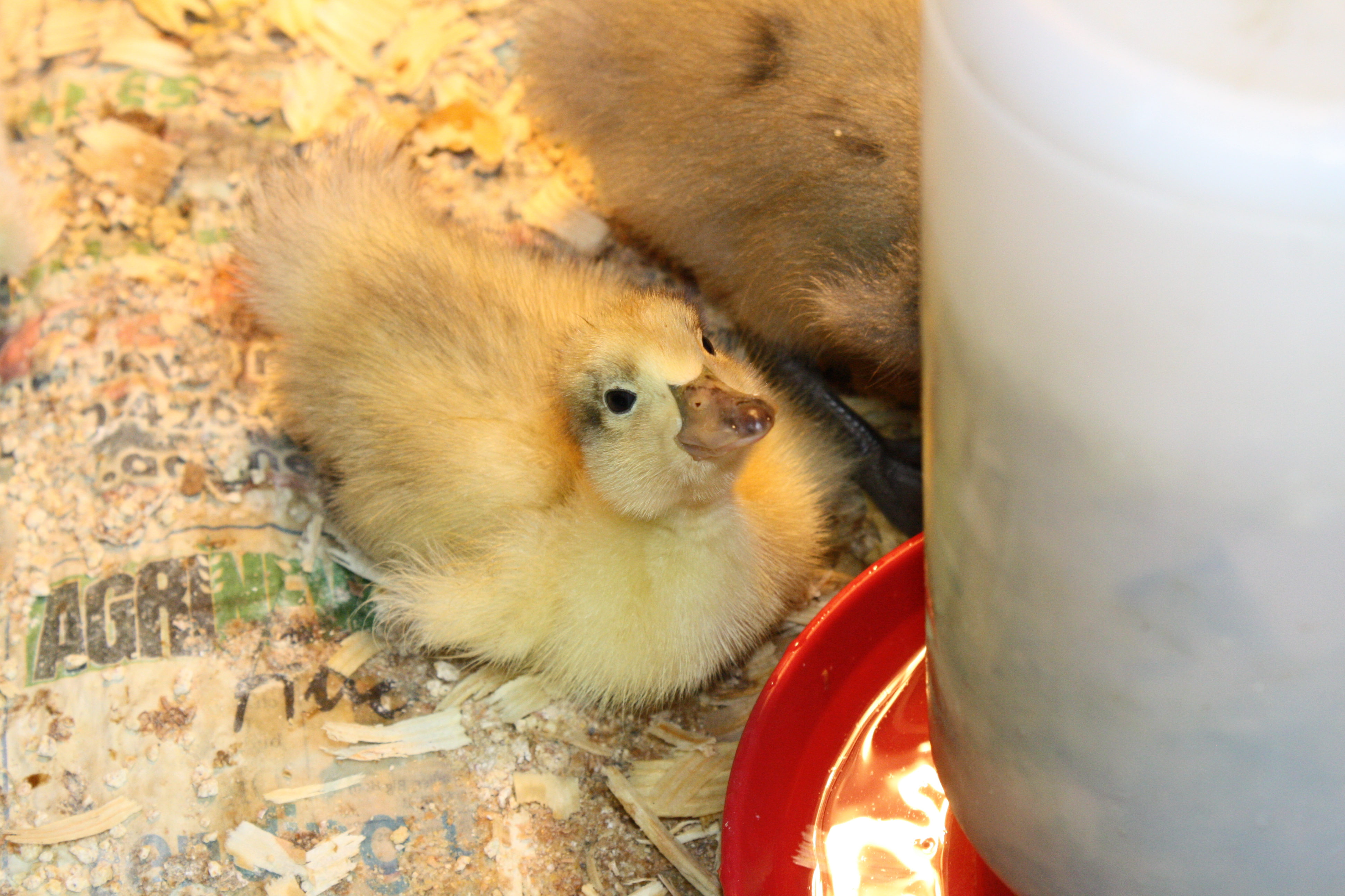 My Little Welsh Harlequin duckling. She can't walk, but is doing fine.