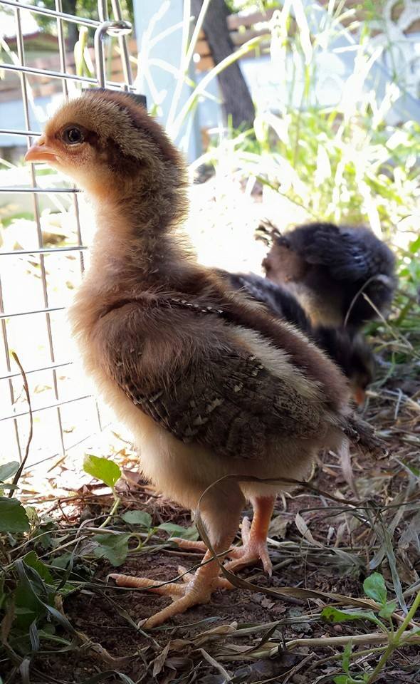 My little welsummer is by far the most out-going with people. (She'll just come and sit in your hand and yammer at you:P) They still live inside. We just take field trips out back to dig in the dirt and get some sunshine. Here she is leaving the carrier I put them in to take them to their coop area.