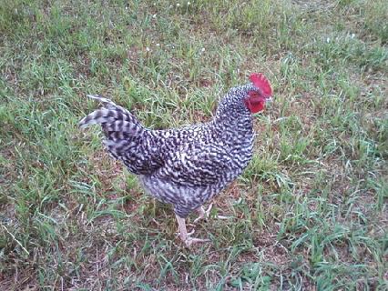 My littlle boy Blue - a Mcmurry mystery chic that turned out to be a Marans that was one of the sweetest, well-behaved roo I've ever owned.  I miss ya Blue boy!