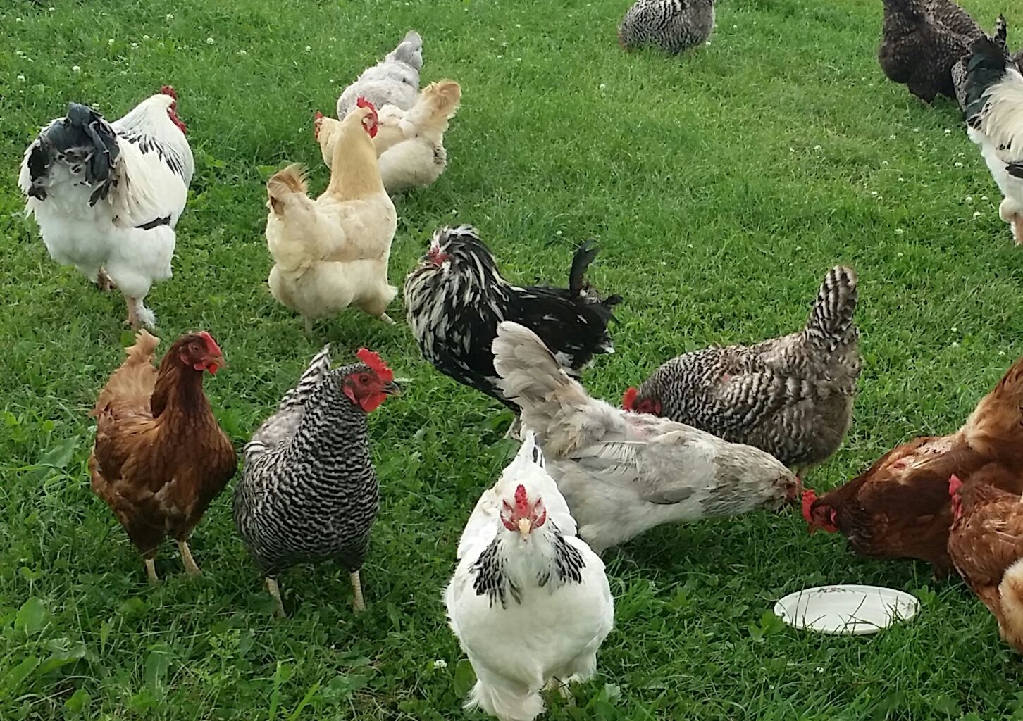 My lost flock only 3 have survived from them