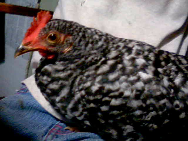 my lovely hen goes broody all the time but i have info on how to stop a hen