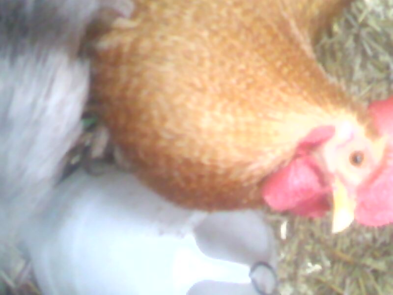 My Lovely Rooster :) Called Harry!