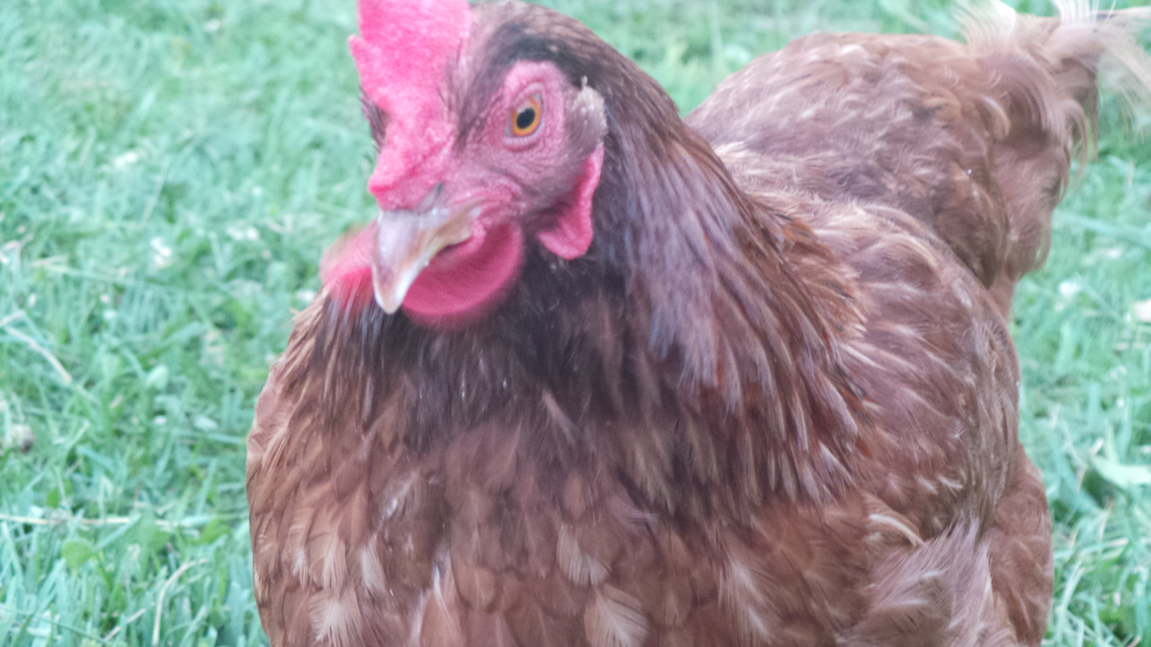 My Lucky Lucy, My lucky Hen. Waddle action!