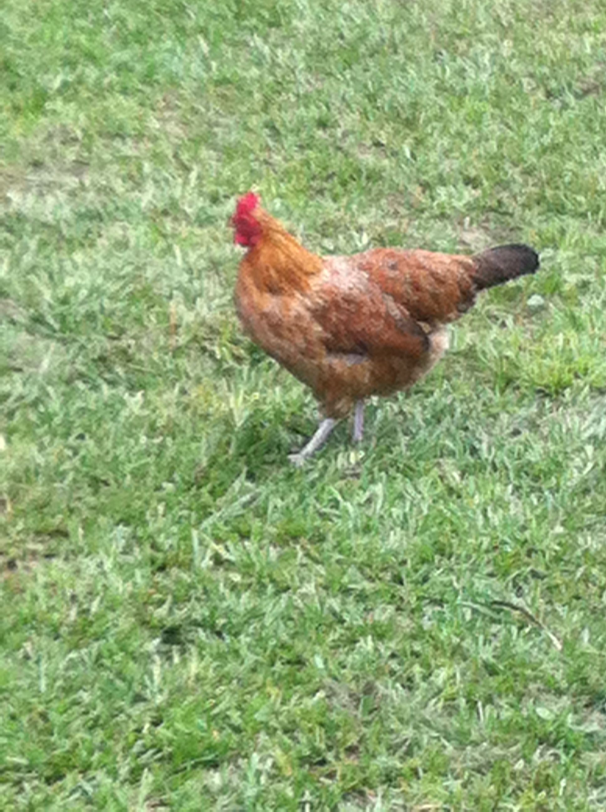 My Lulabell!  The sweetest one of the flock! She was recently killed by a hawk.