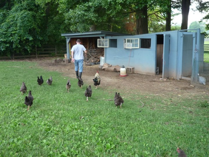 My "main flock" coop. Probably housing around 40 birds. Going to make an over haul on it this summer!