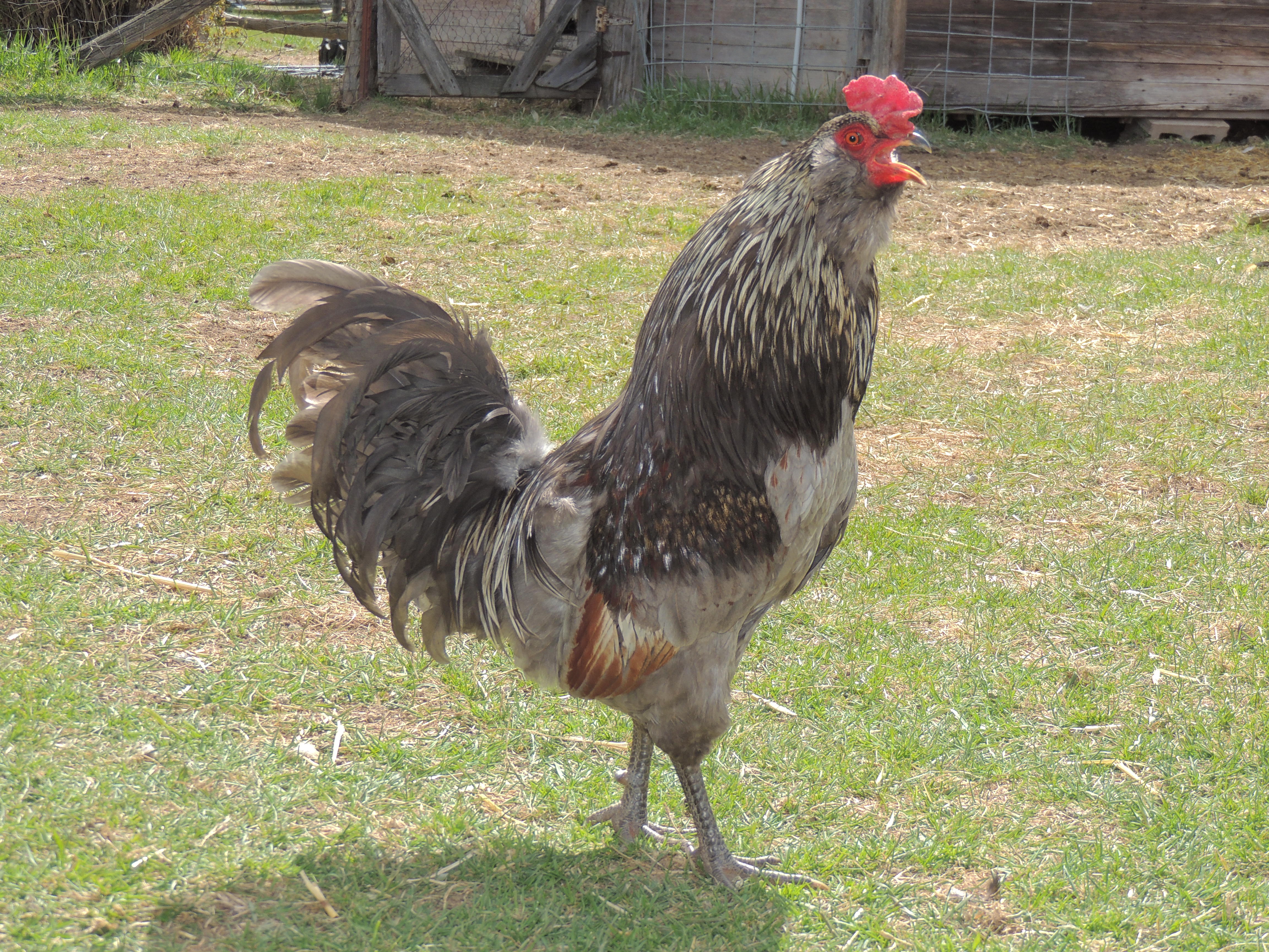 My main man "Old Spice" he keeps the hawks away from the ladies.