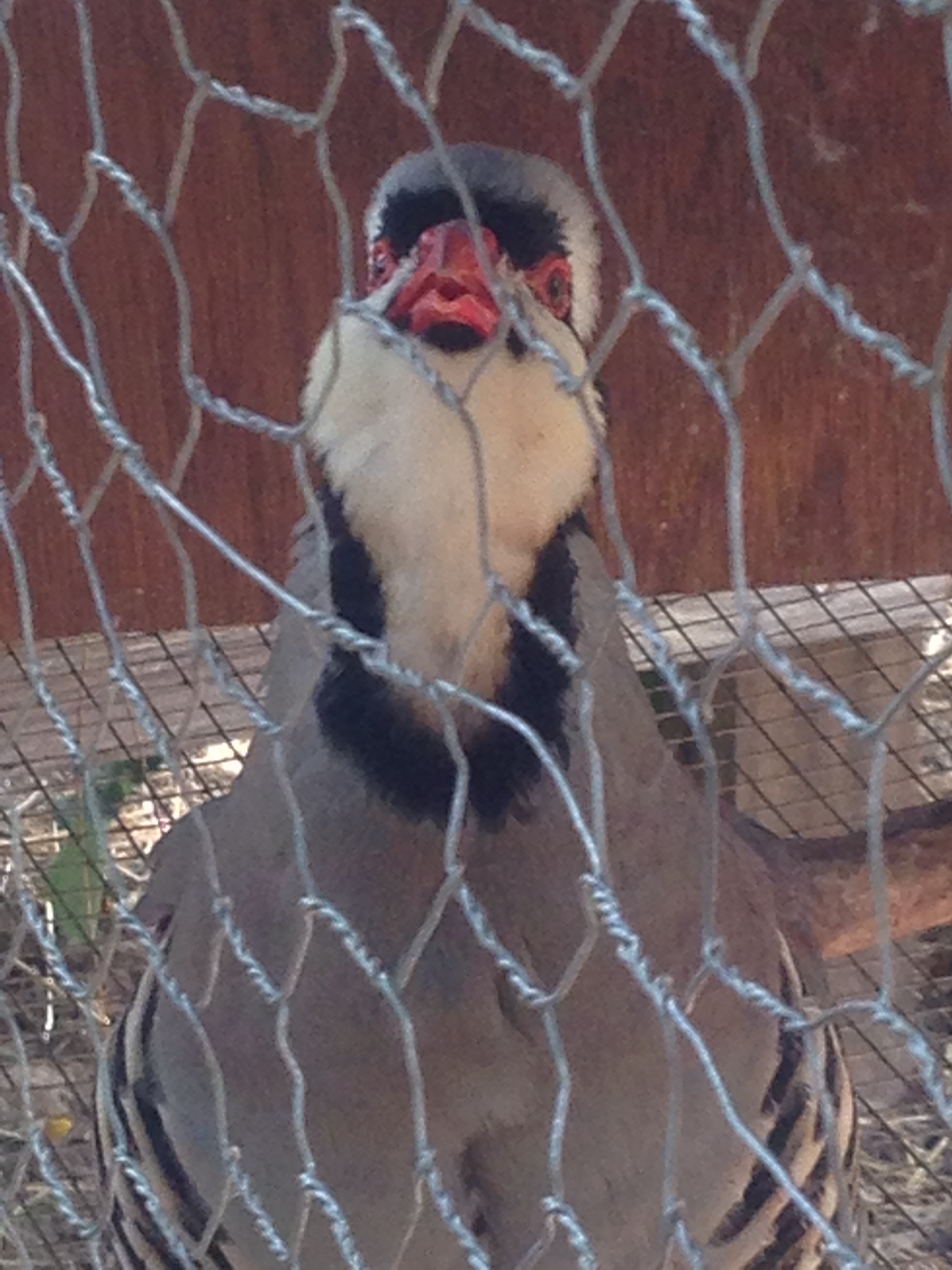 my main stud chukar, "chuckles"  startin his rap session