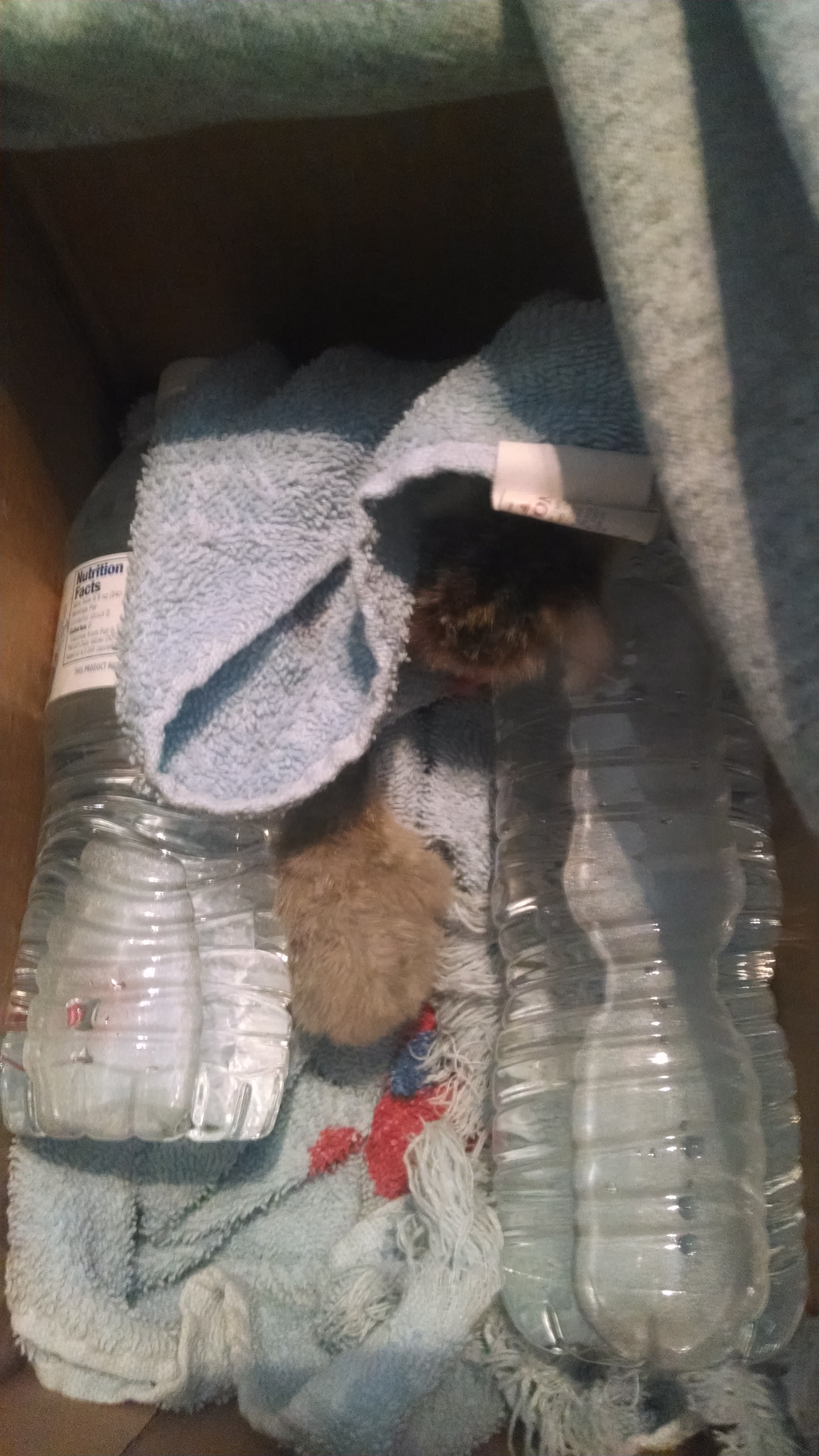 My makeshift brooder for the troublesometwo. I'll fix them up something better tonight with a heating lamp. This should be fine for a while though.