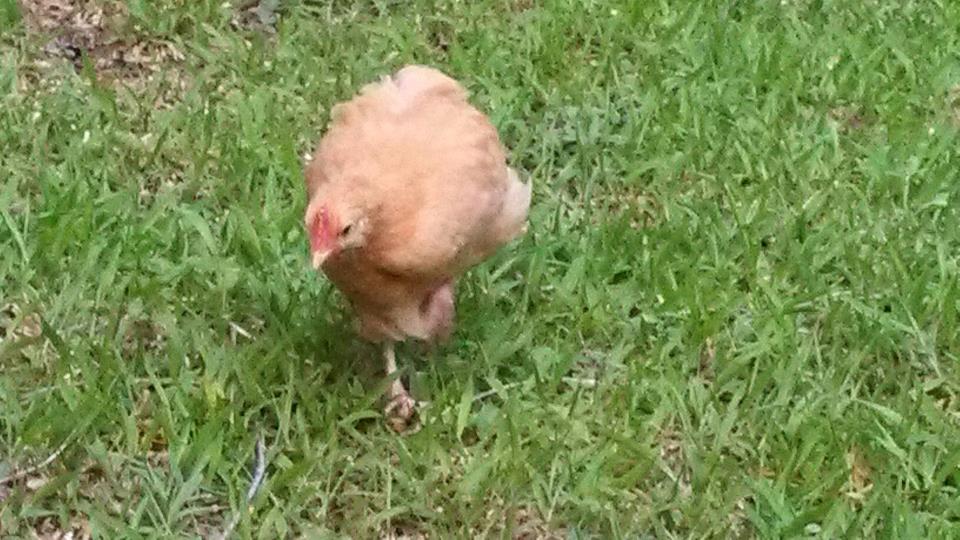 My male Buff Orpington enjoying some free time.