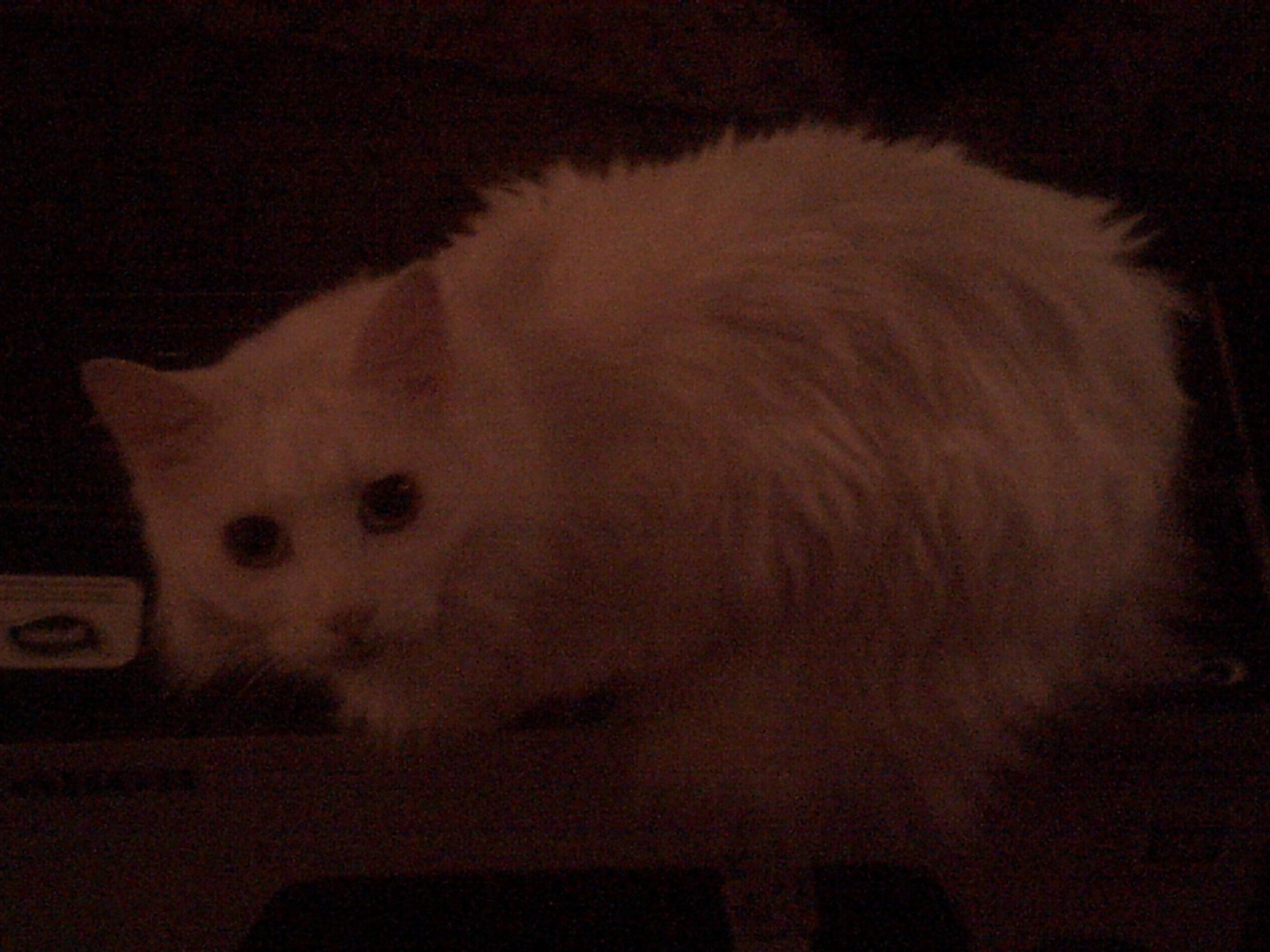 My male cat little man