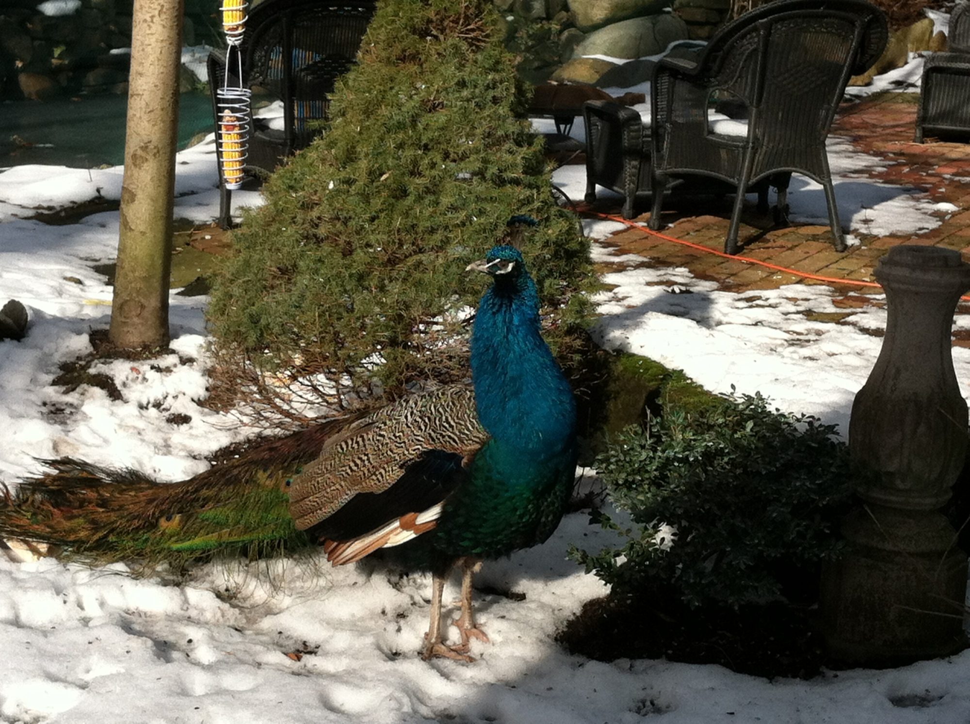 My male in snow