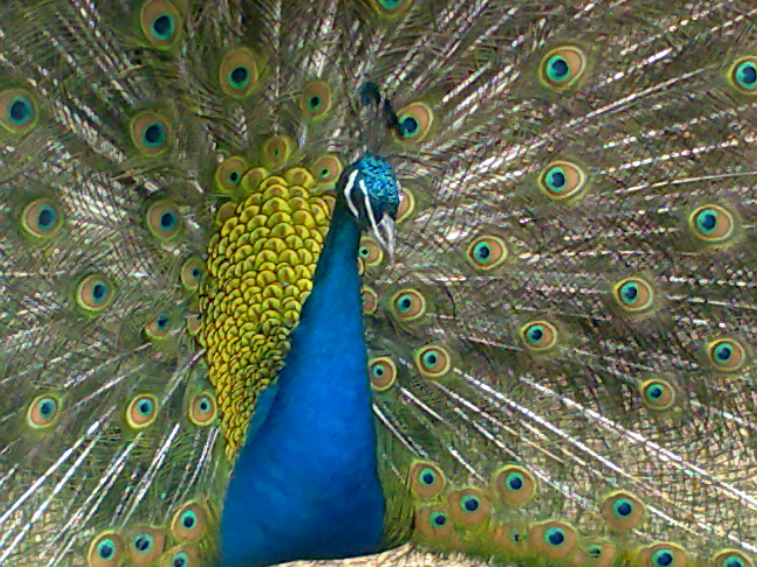 my male peacock