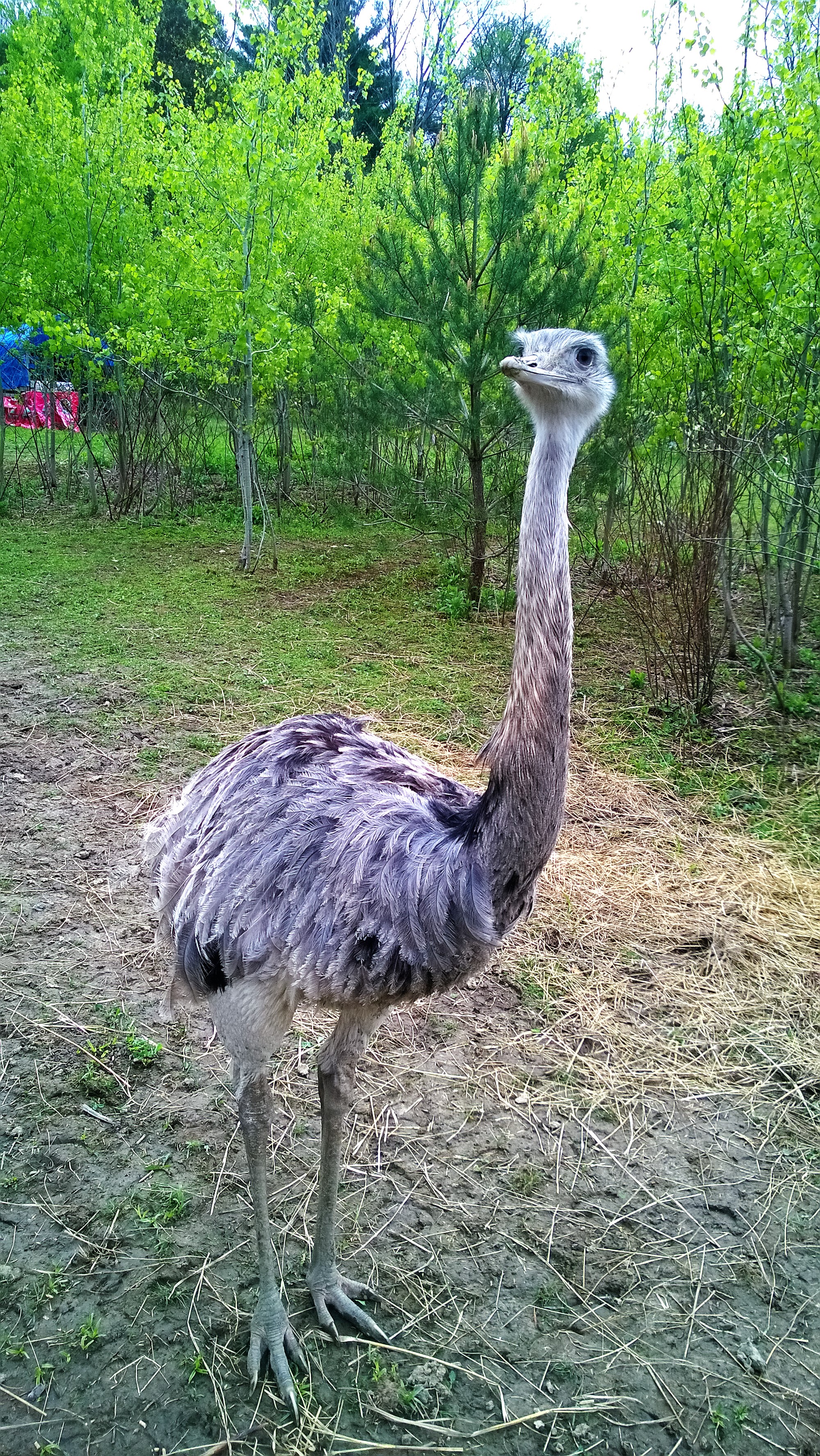 my male Rhea.. Fred