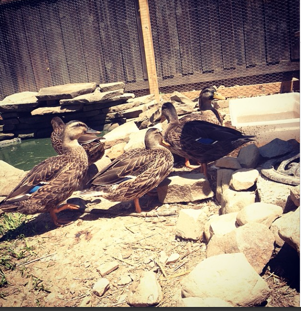 My mallards before they flew away ):