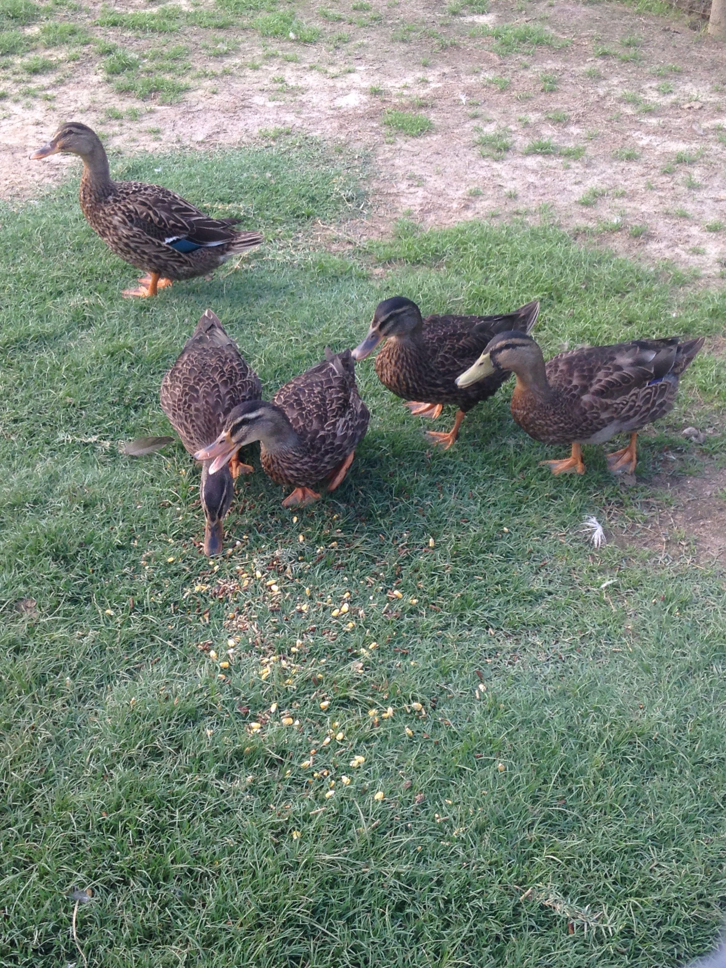 My mallards