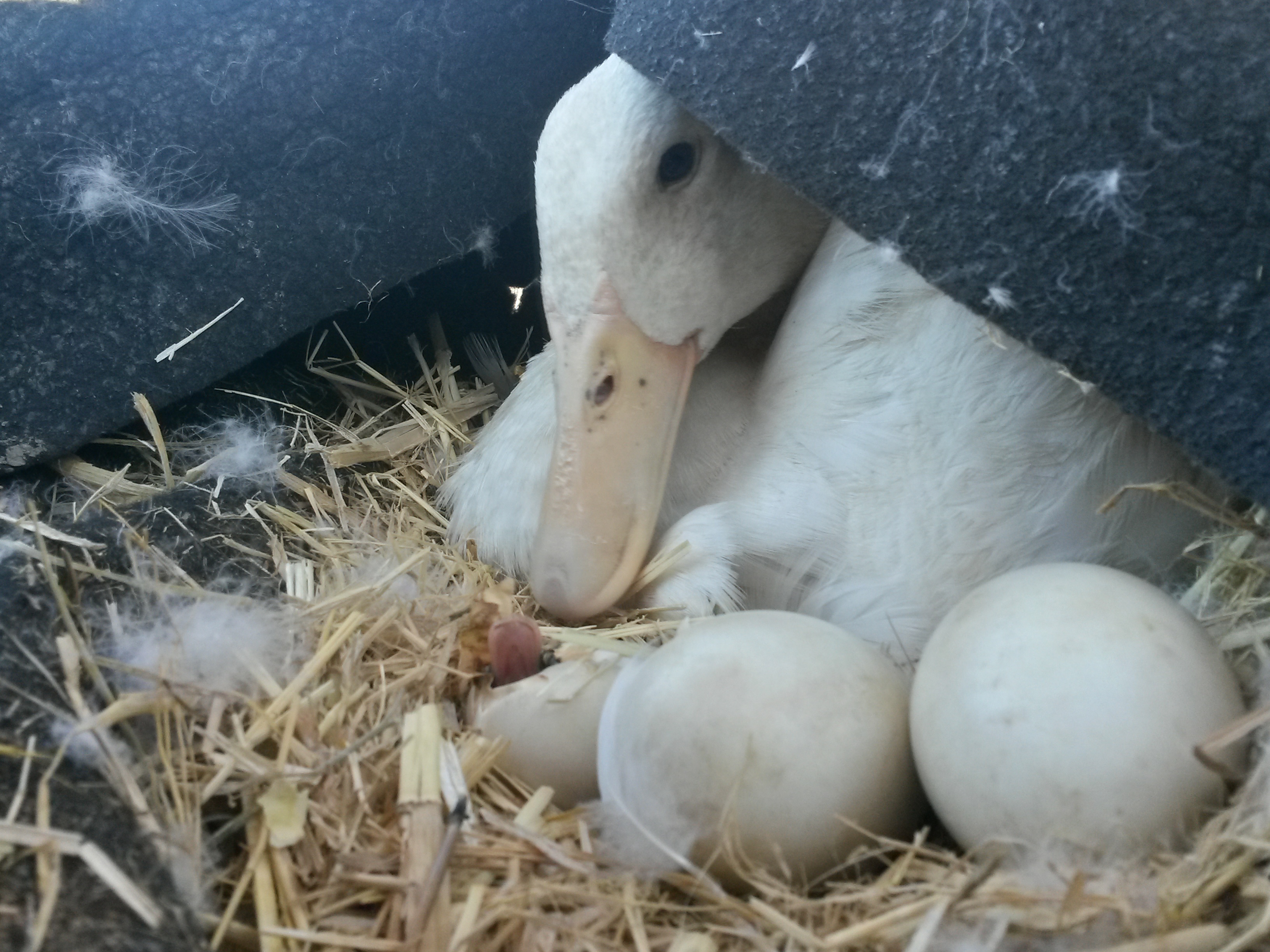 my mama duck Aflec and her eggies.