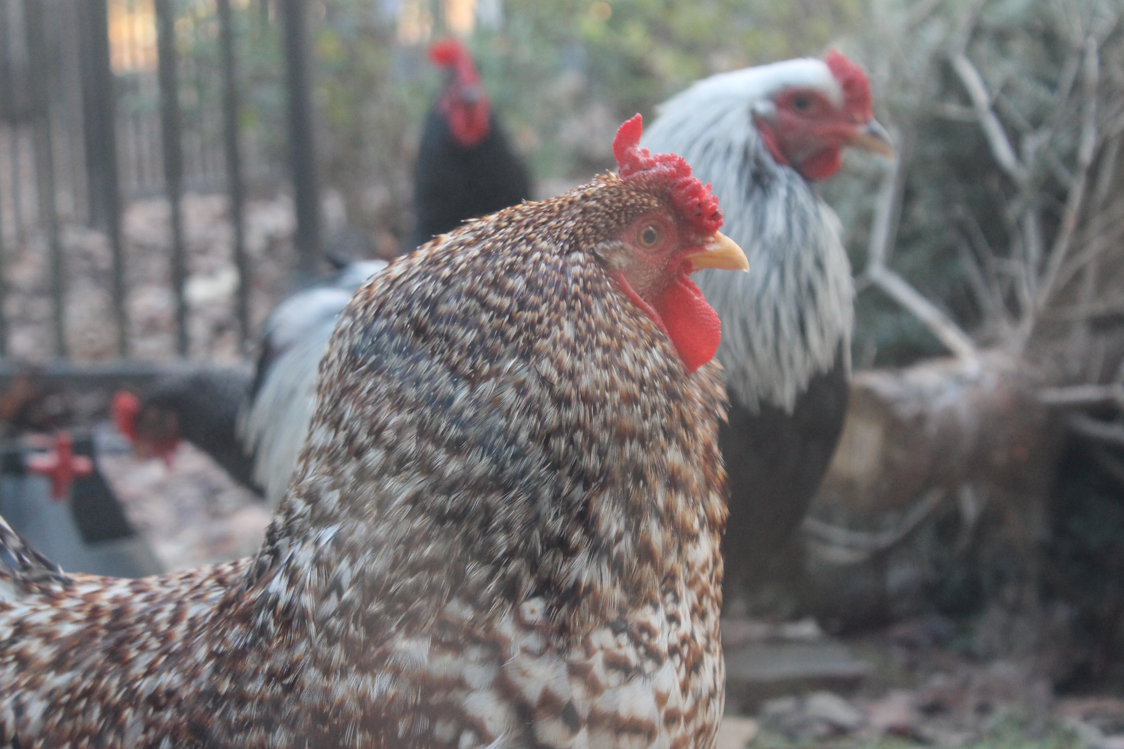 My man Flame in the center and Favor in the background...Miss them. ❤ Poor Flame died in a dog accident and we had to give Favor away. (Years ago)