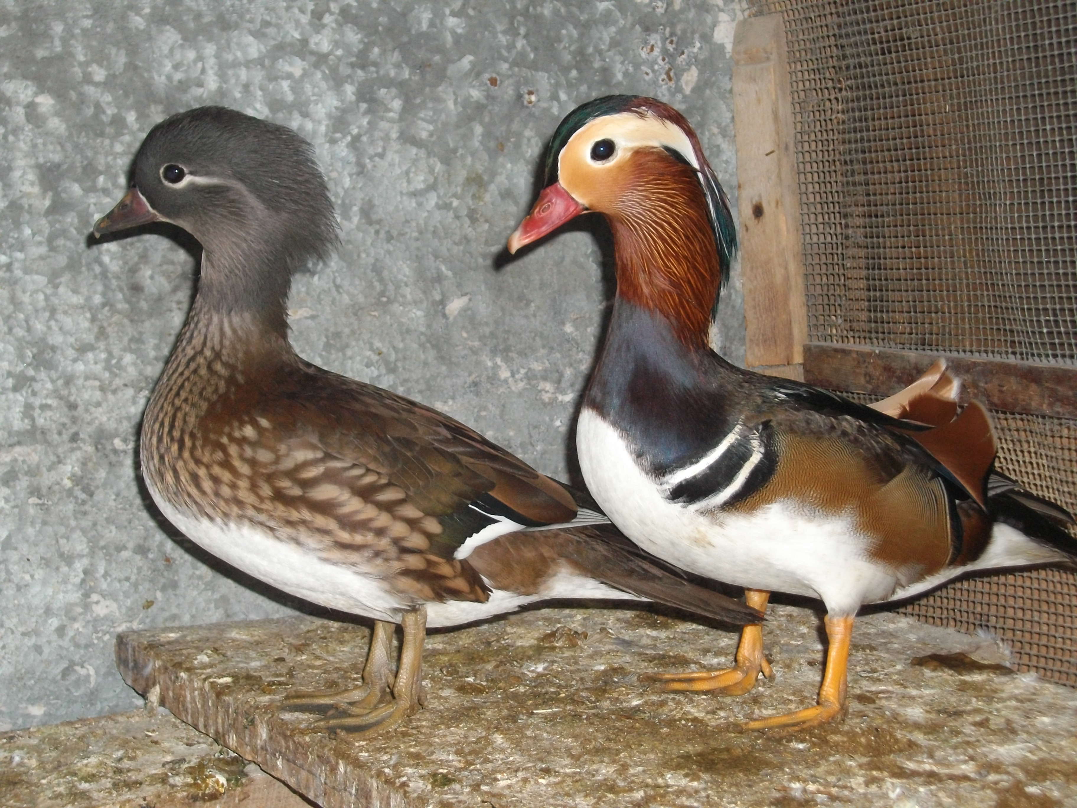 my mandarin Pair