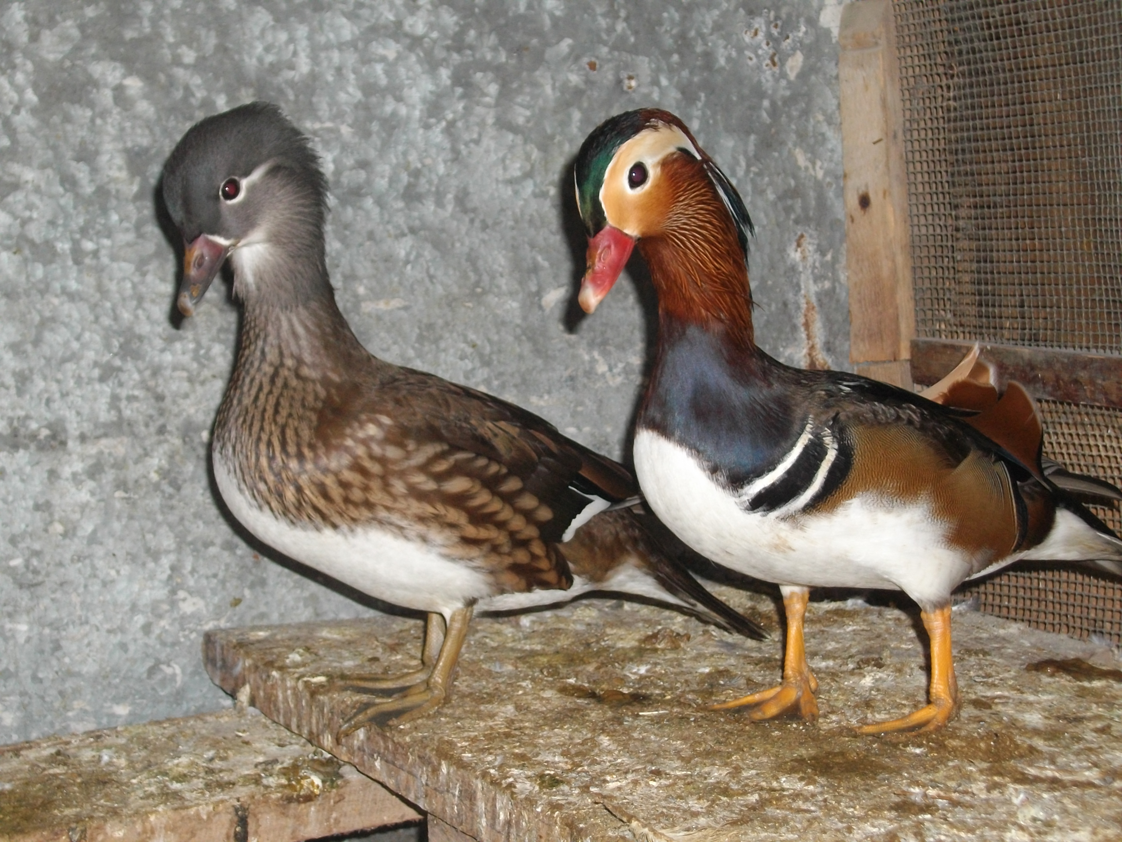 my mandarin Pair