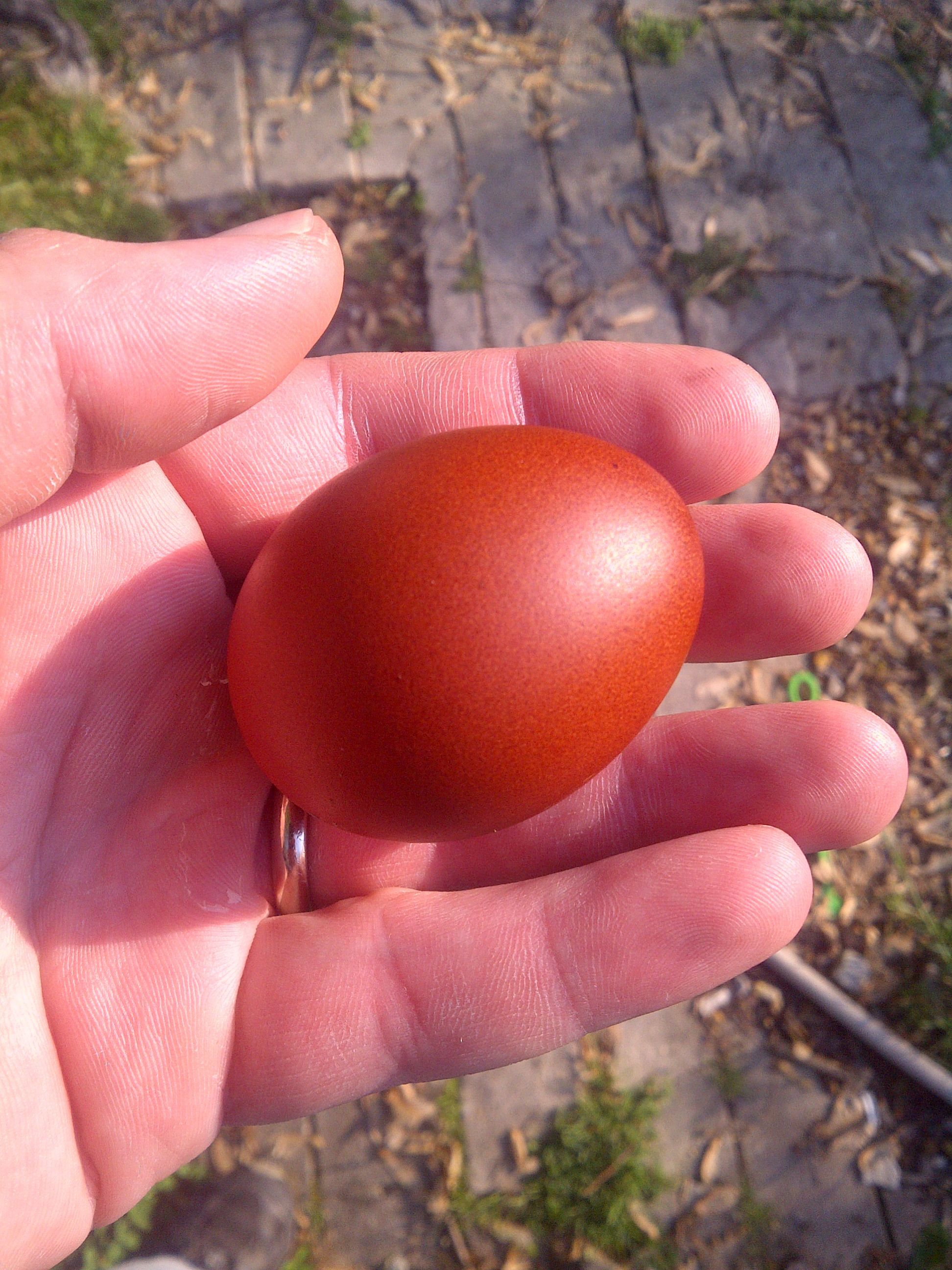 My marans have been giving me some awesome chocolate colored eggs!