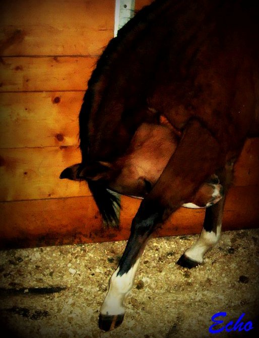 My mare Echo <3