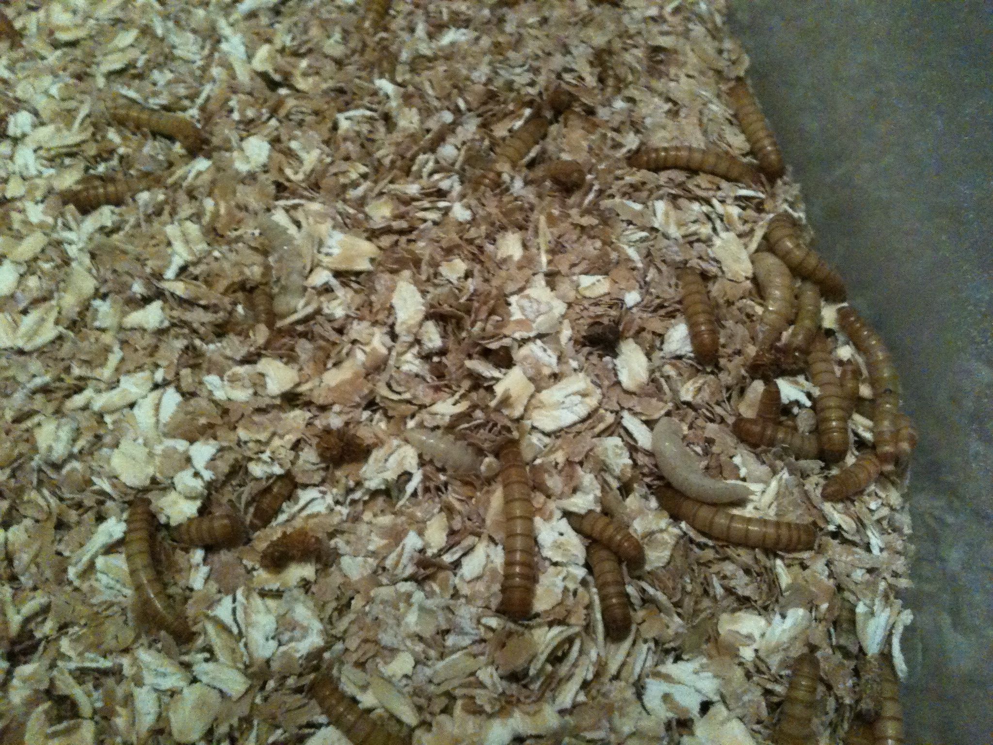 My mealworm and my first pupae!!
