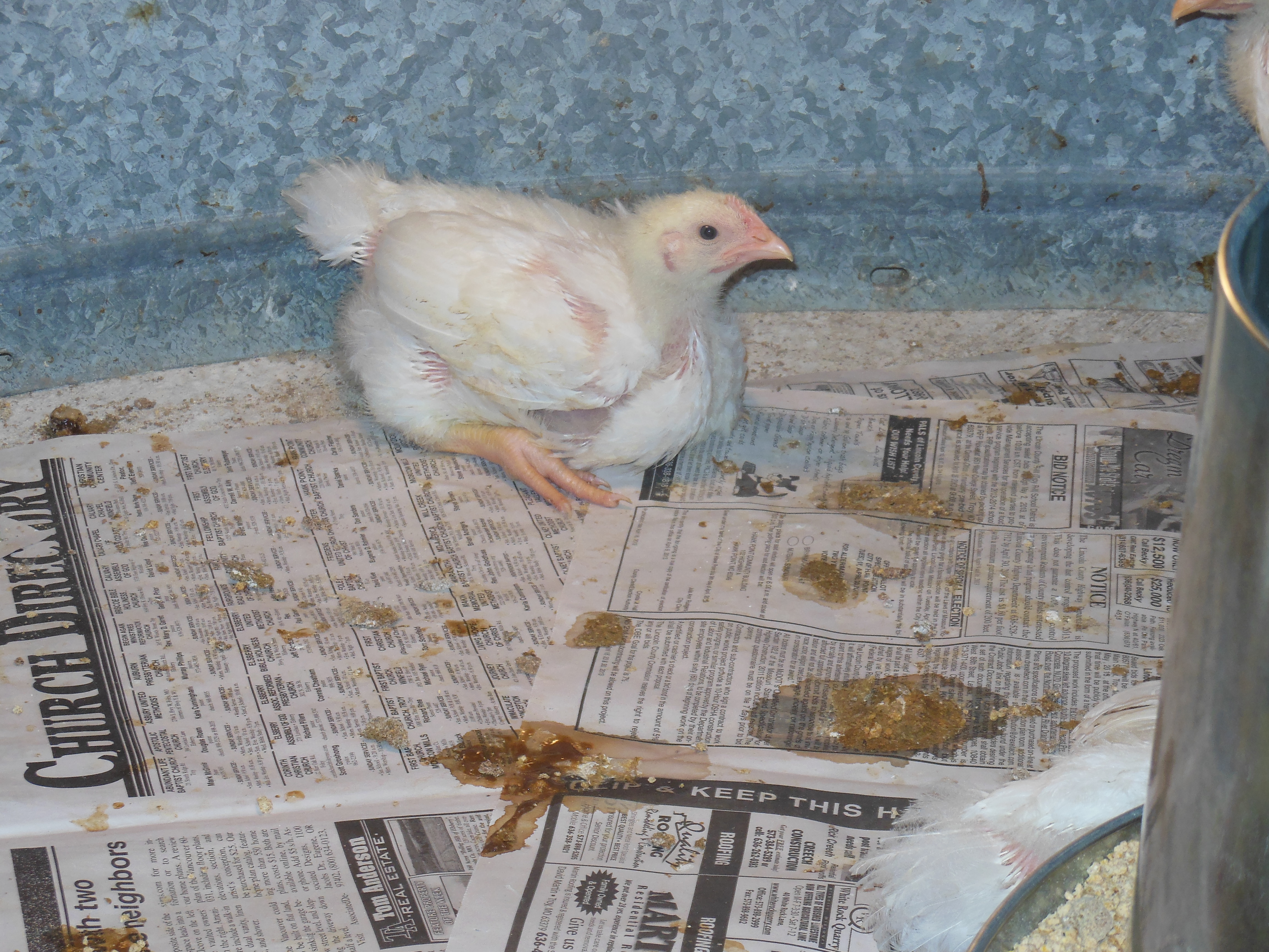 My meat bird