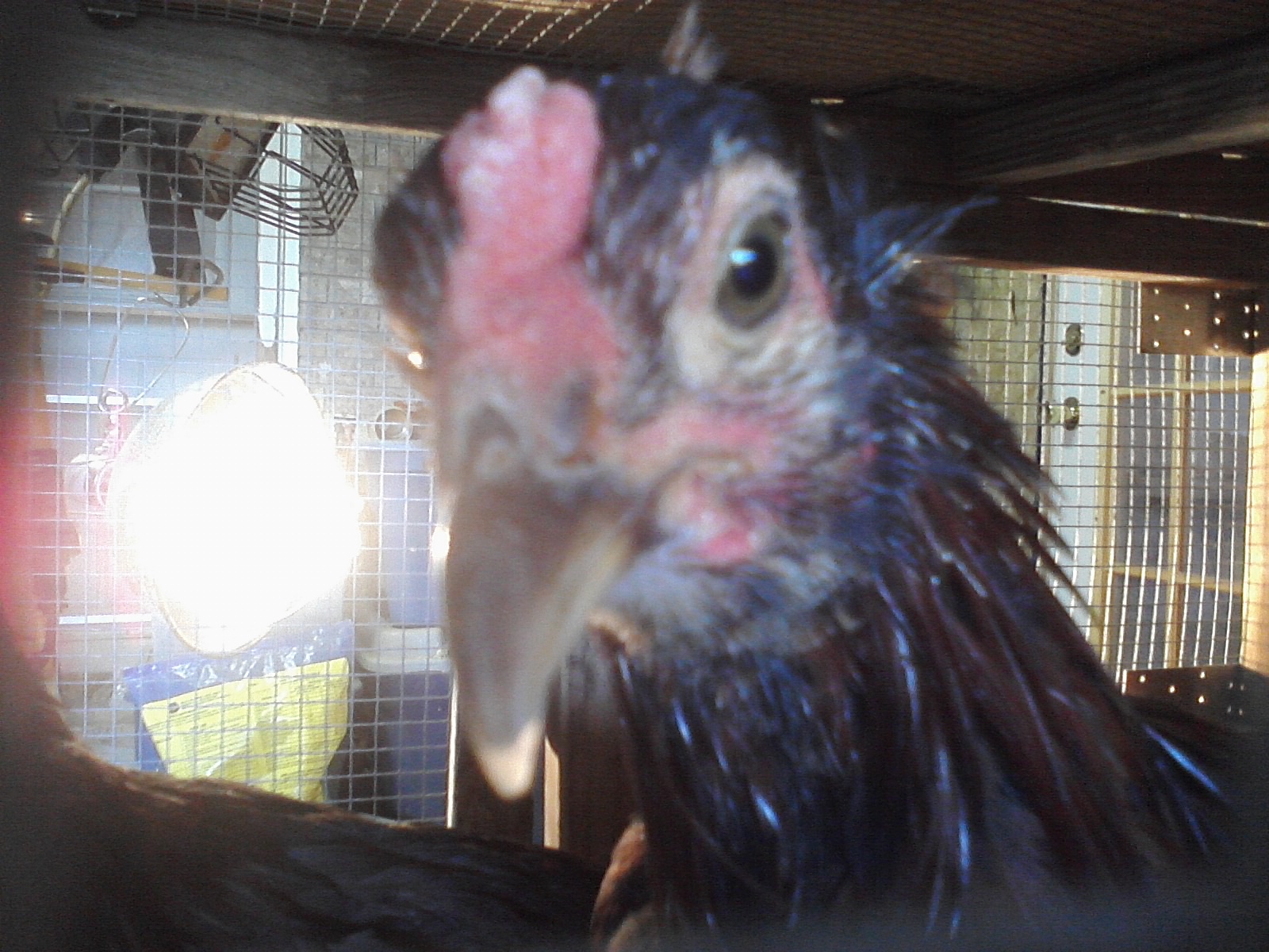 My Mellow Fellow again