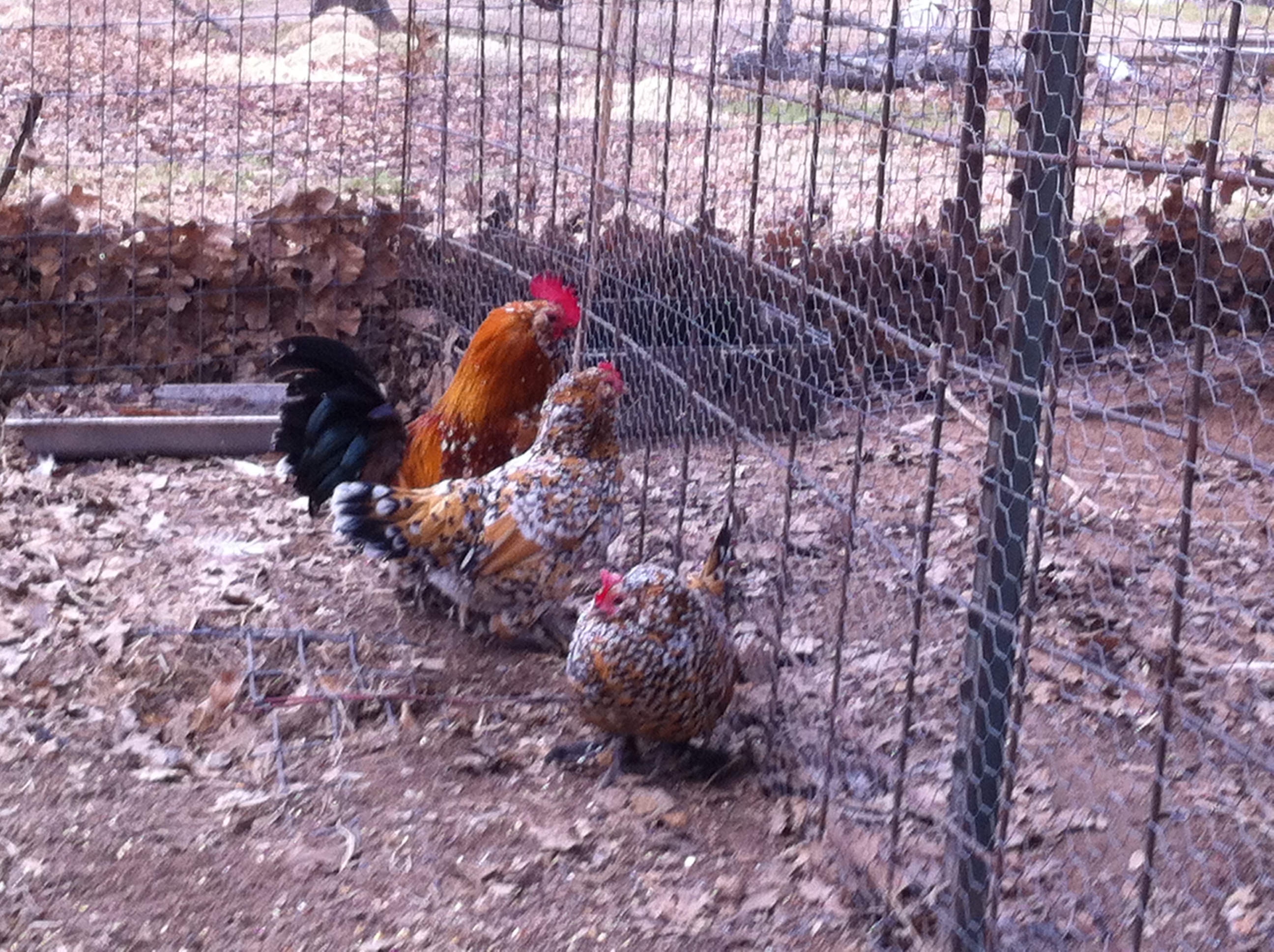My mille fleur Belgian bearded D'uccle trio.