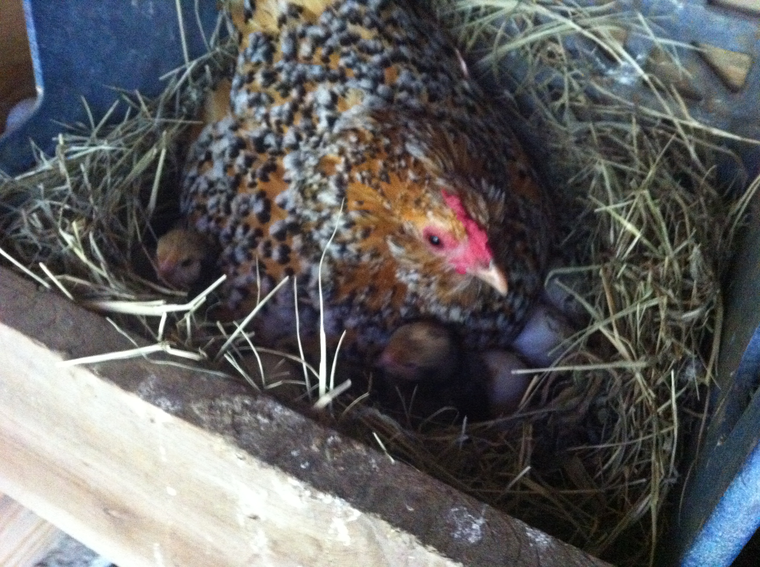My mille fleur hatched some chicks