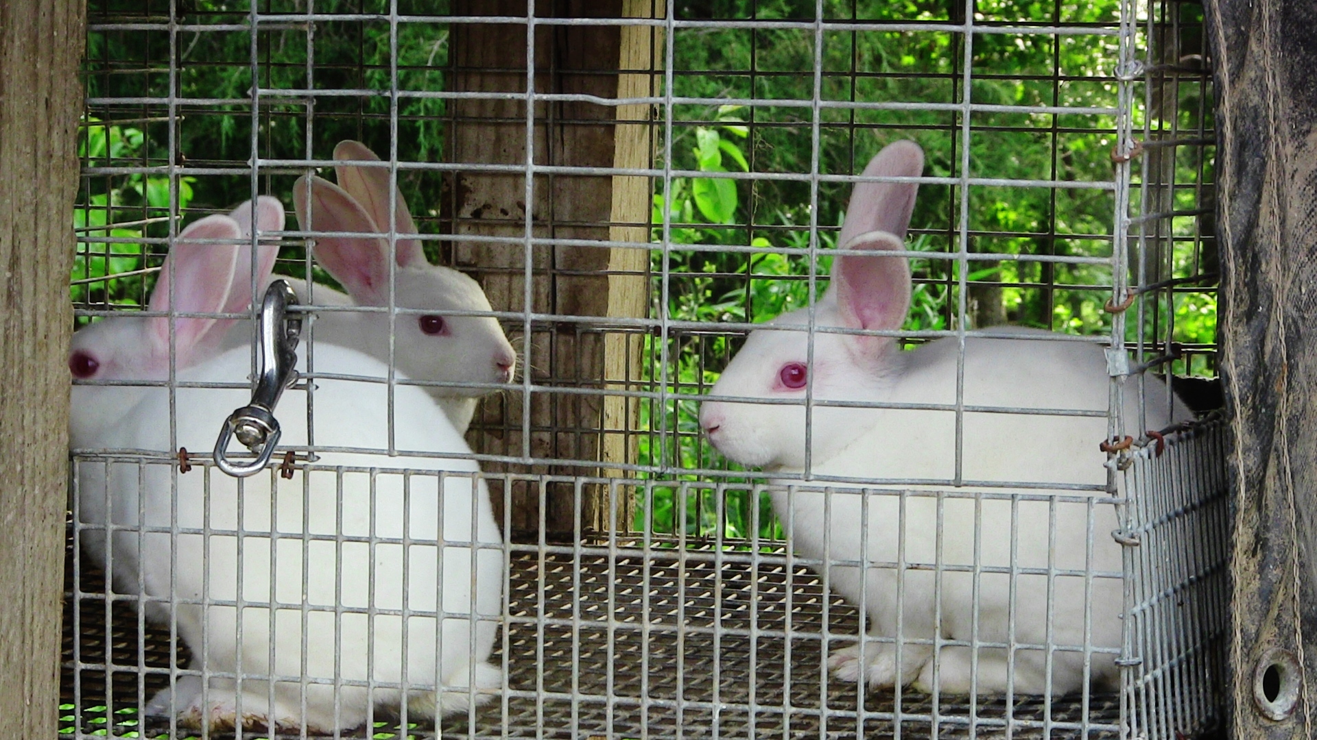My mini rex bunnies~