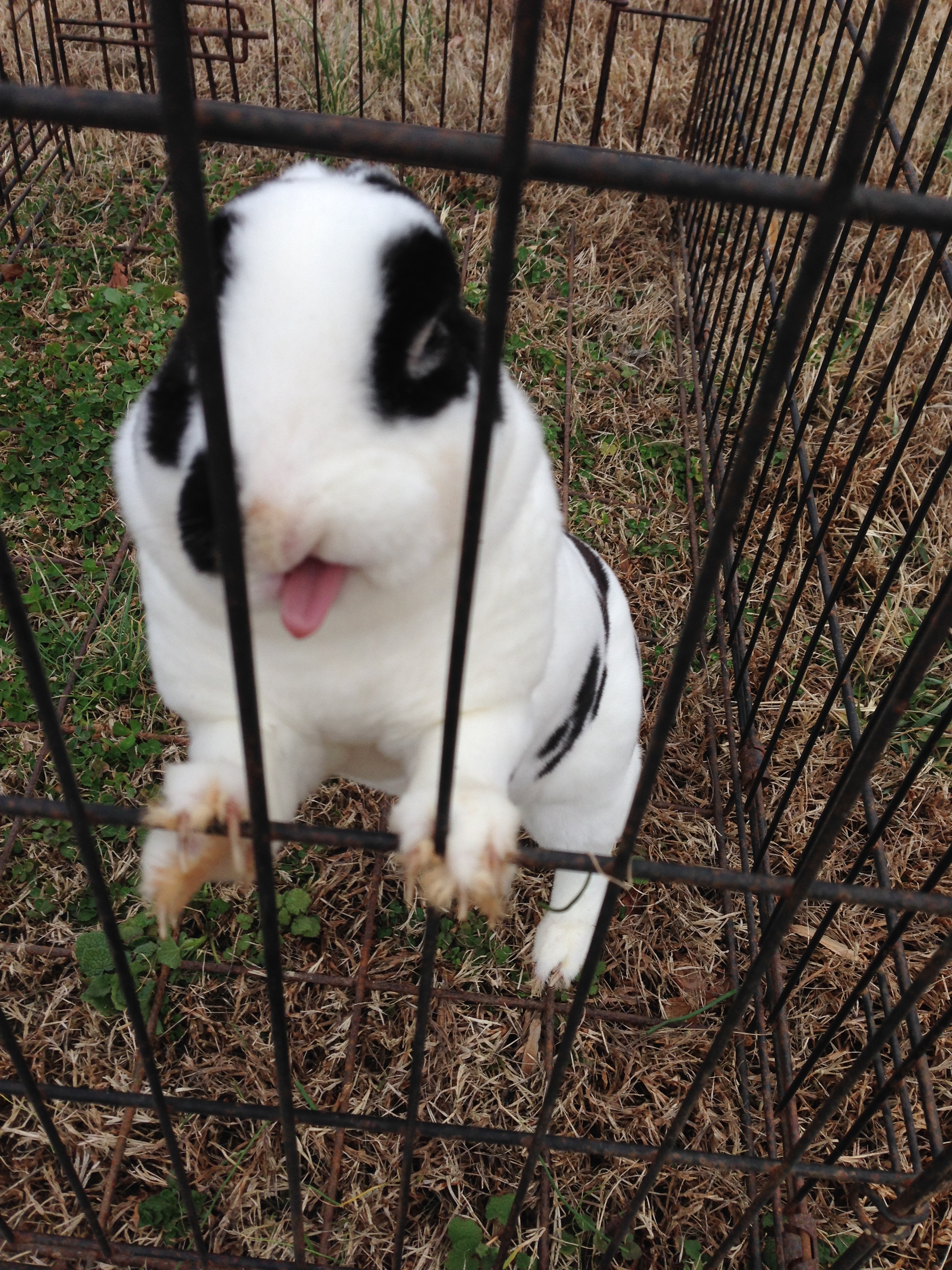 my mini rex cupcake doing her funny face