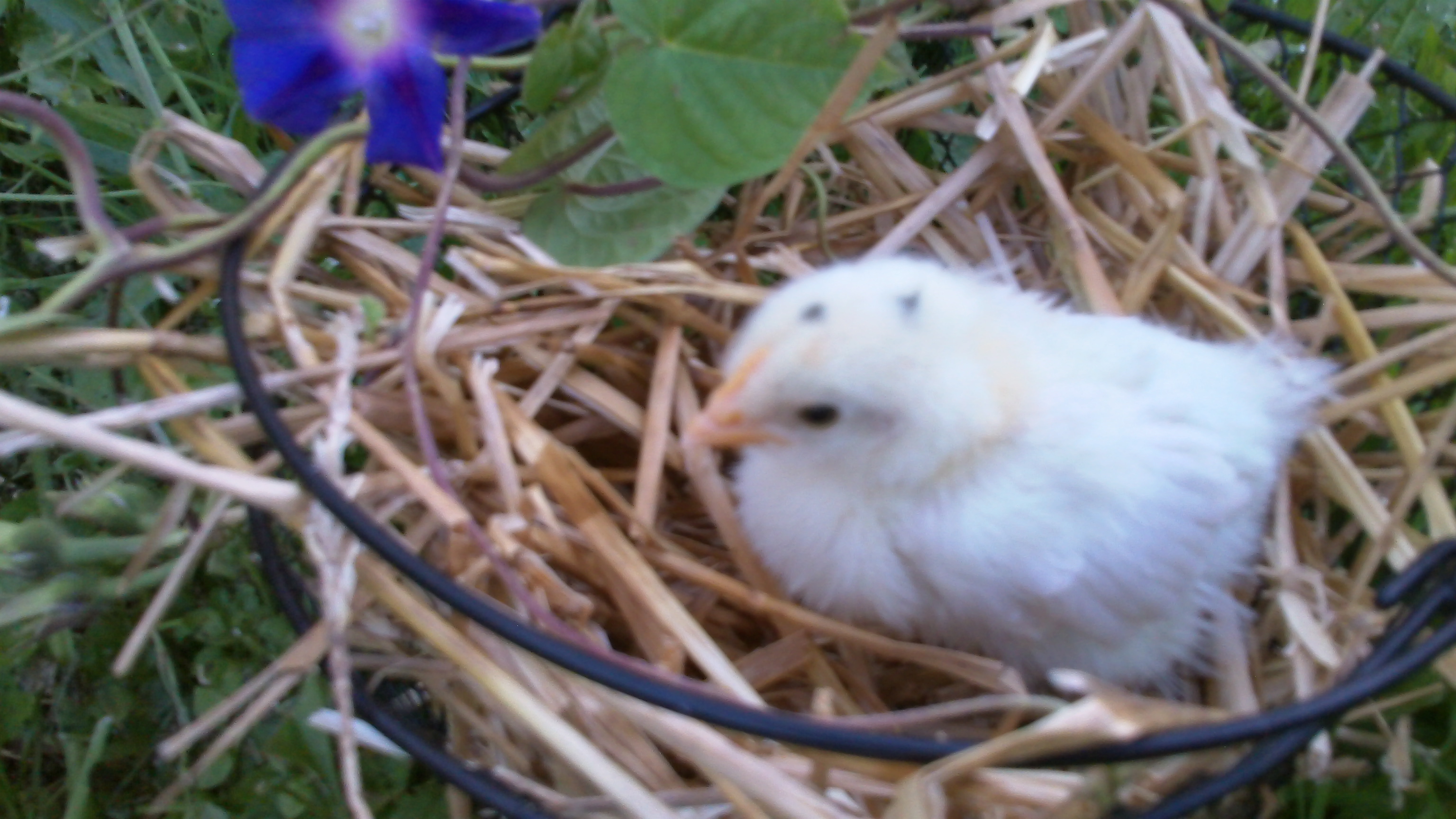 My mix bred rooster, Wasteland when he was a chick.  Hes super sweet and one of my fave roos.
