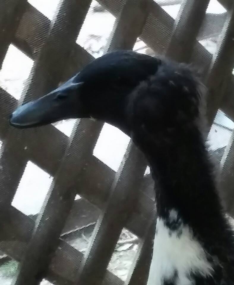 My mixed Crested lady. The most beautiful egg layer this side of the Delaware.